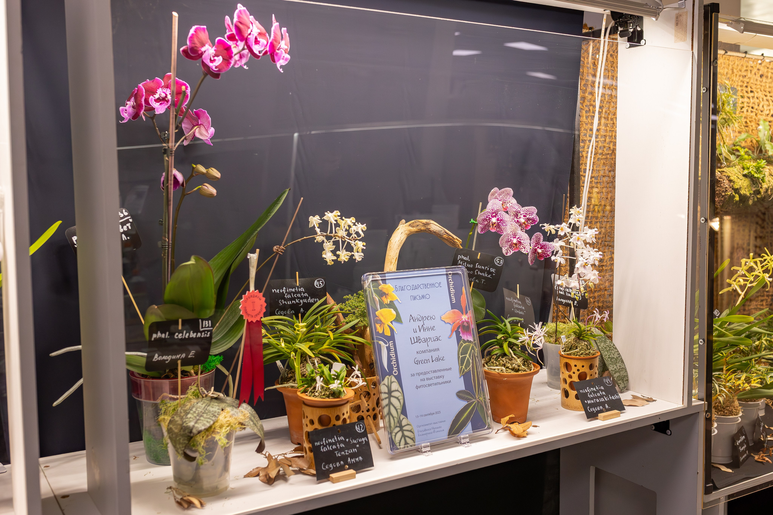 Орхидиум сентябрь 2025. Александра Куликова фотограф, Москва
