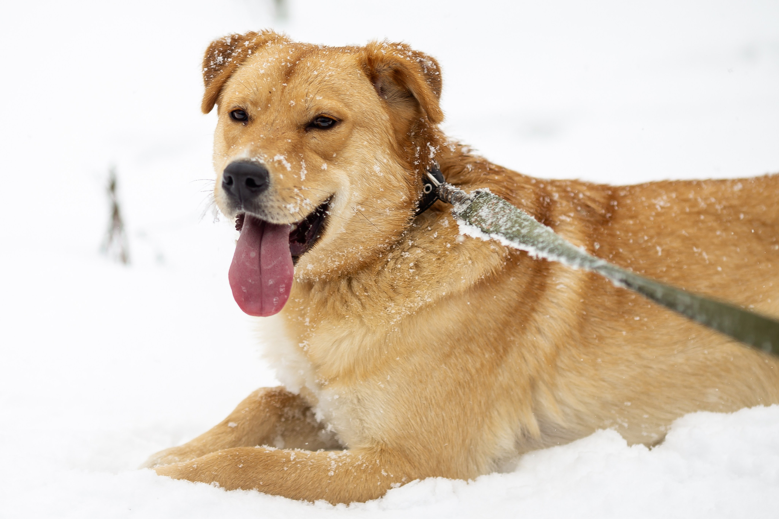 Petshop Забота. Фотограф в Санкт-Петербурге Чумаков Семен