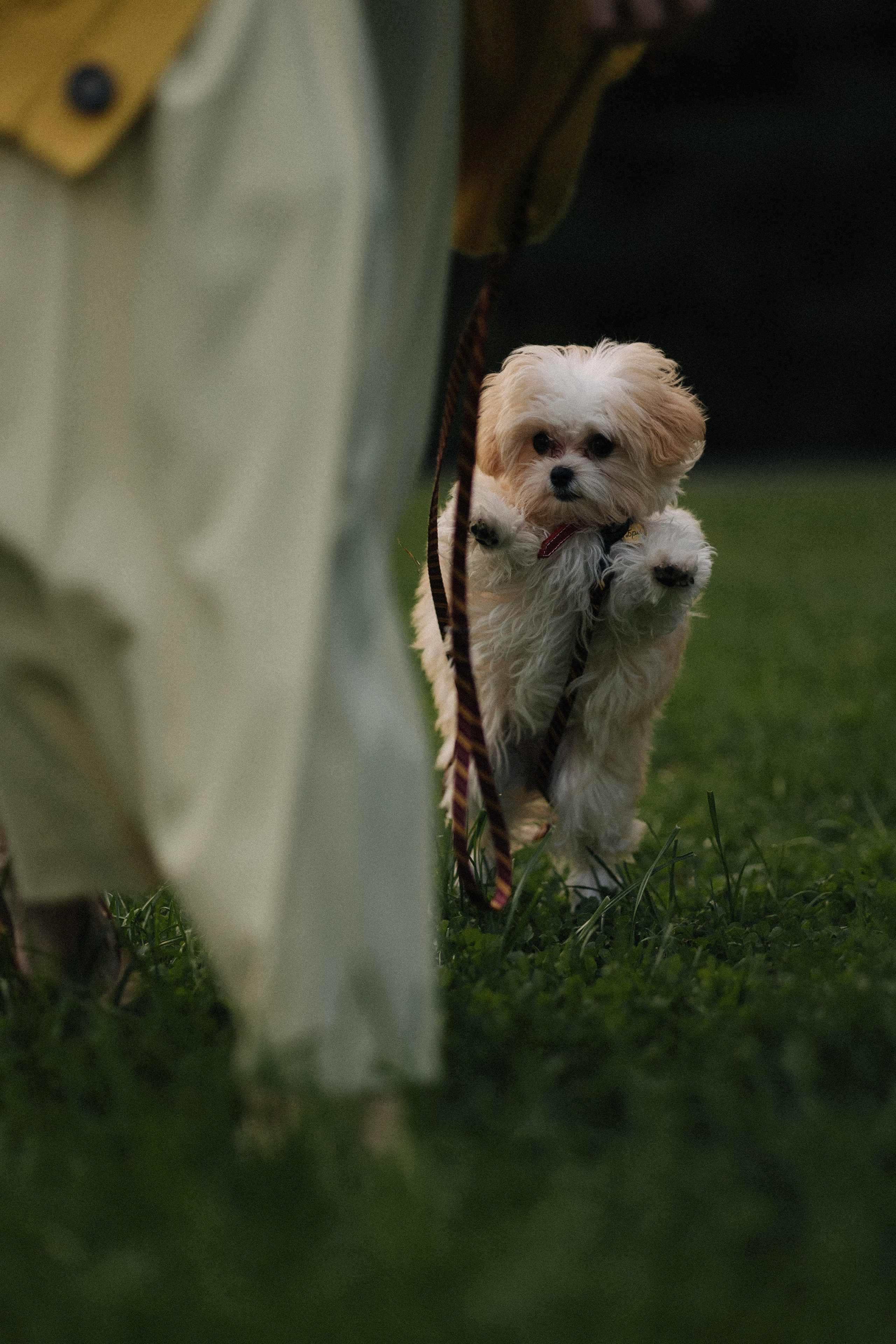 Оля и Бри. Фотораф — анималист Мария Шистка