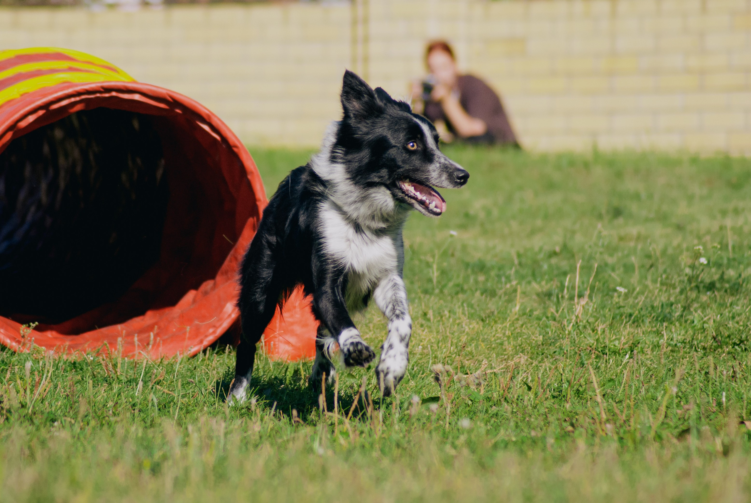 Аджилити. Фотограф в Тюмени Лизавета Сапицкая