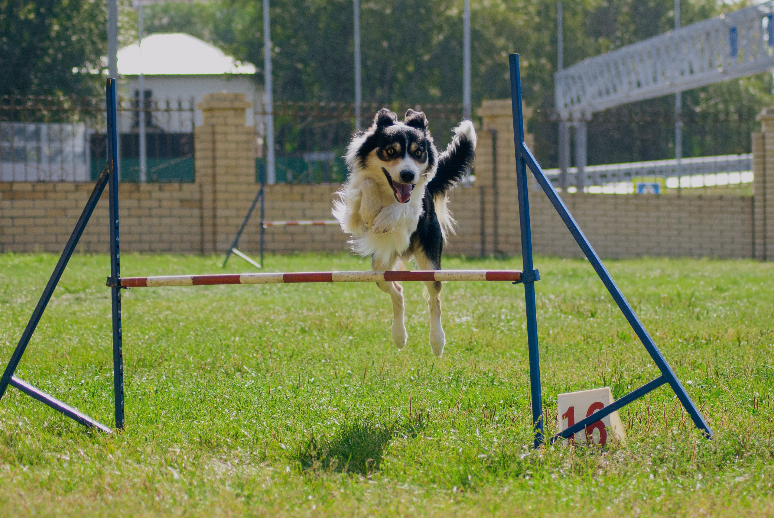 Аджилити. Фотограф в Тюмени Лизавета Сапицкая