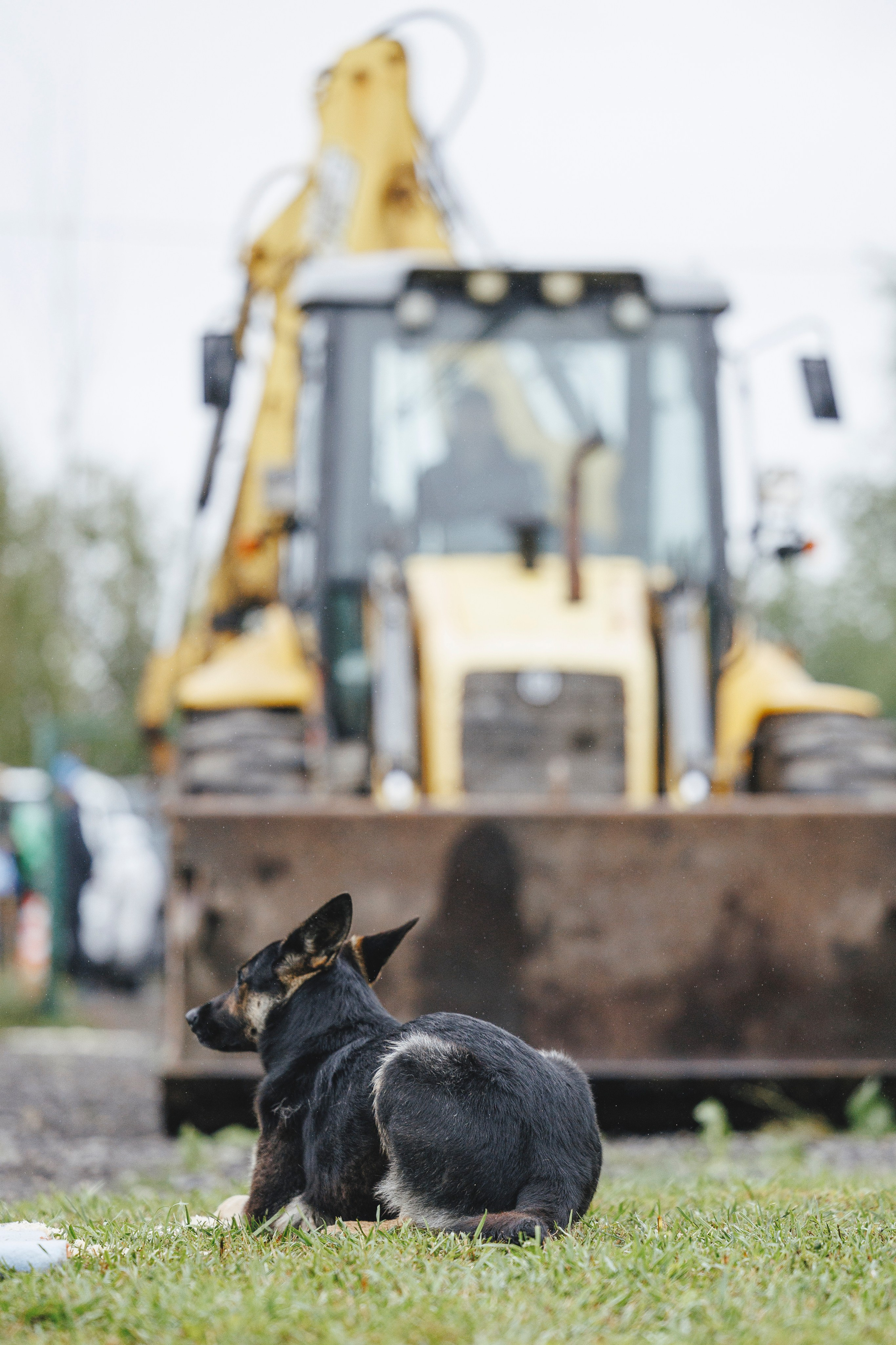08.08.25-10.08.25 ЧР по мондьорингу г. Вологда. Фотограф-анималист Анна Маринич