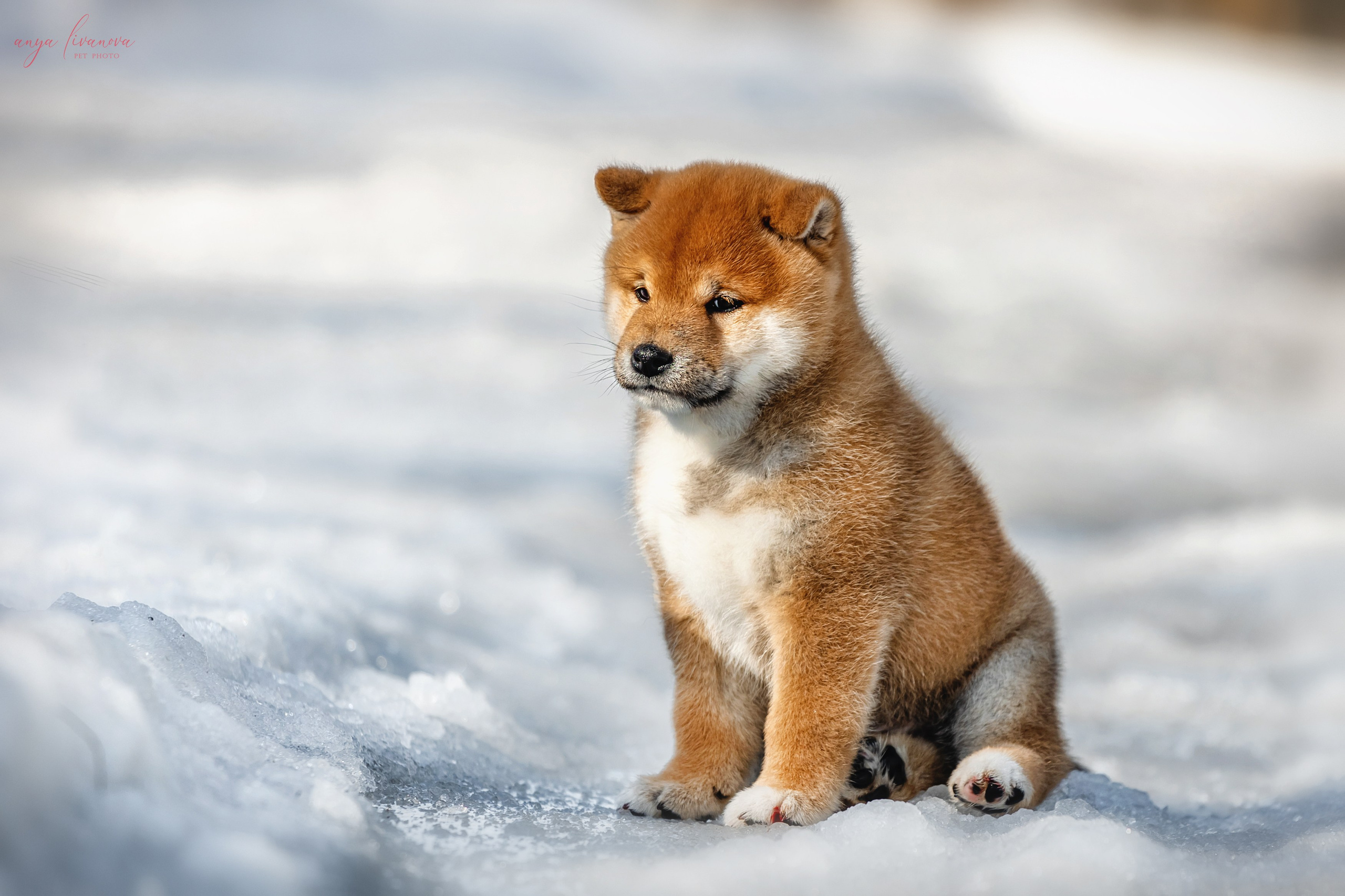 Сибы. Фотограф анималист Аня Ливанова | Рыбинск