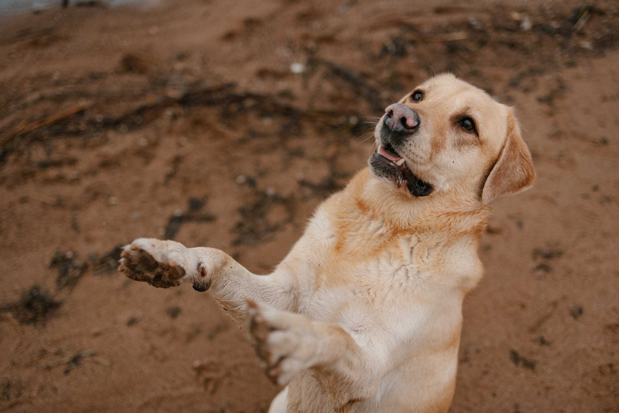 Ирина и Бася. Фотограф — Анималист | Санкт-Петербург