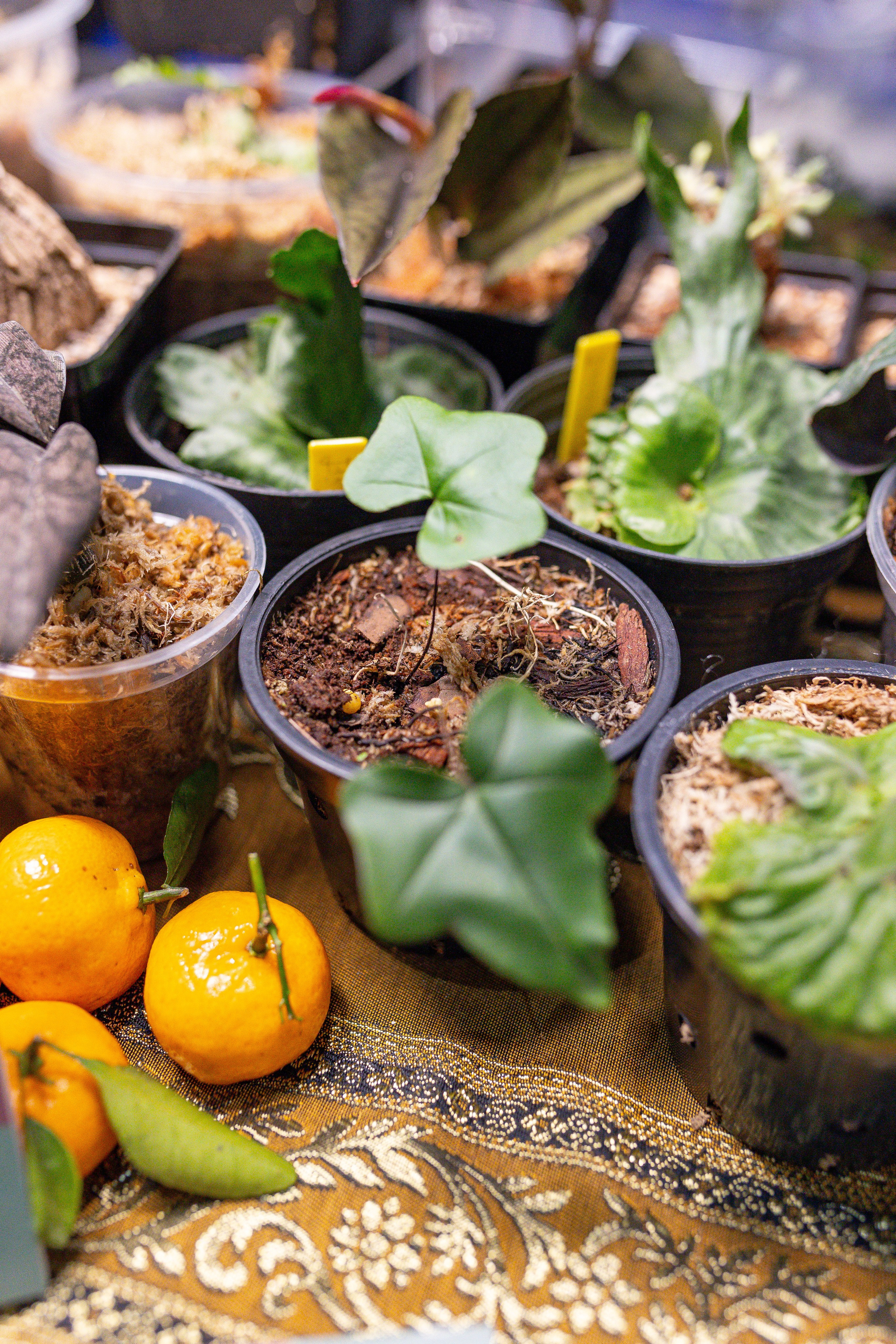 Орхидиум 12.2025. Александра Куликова фотограф, Москва