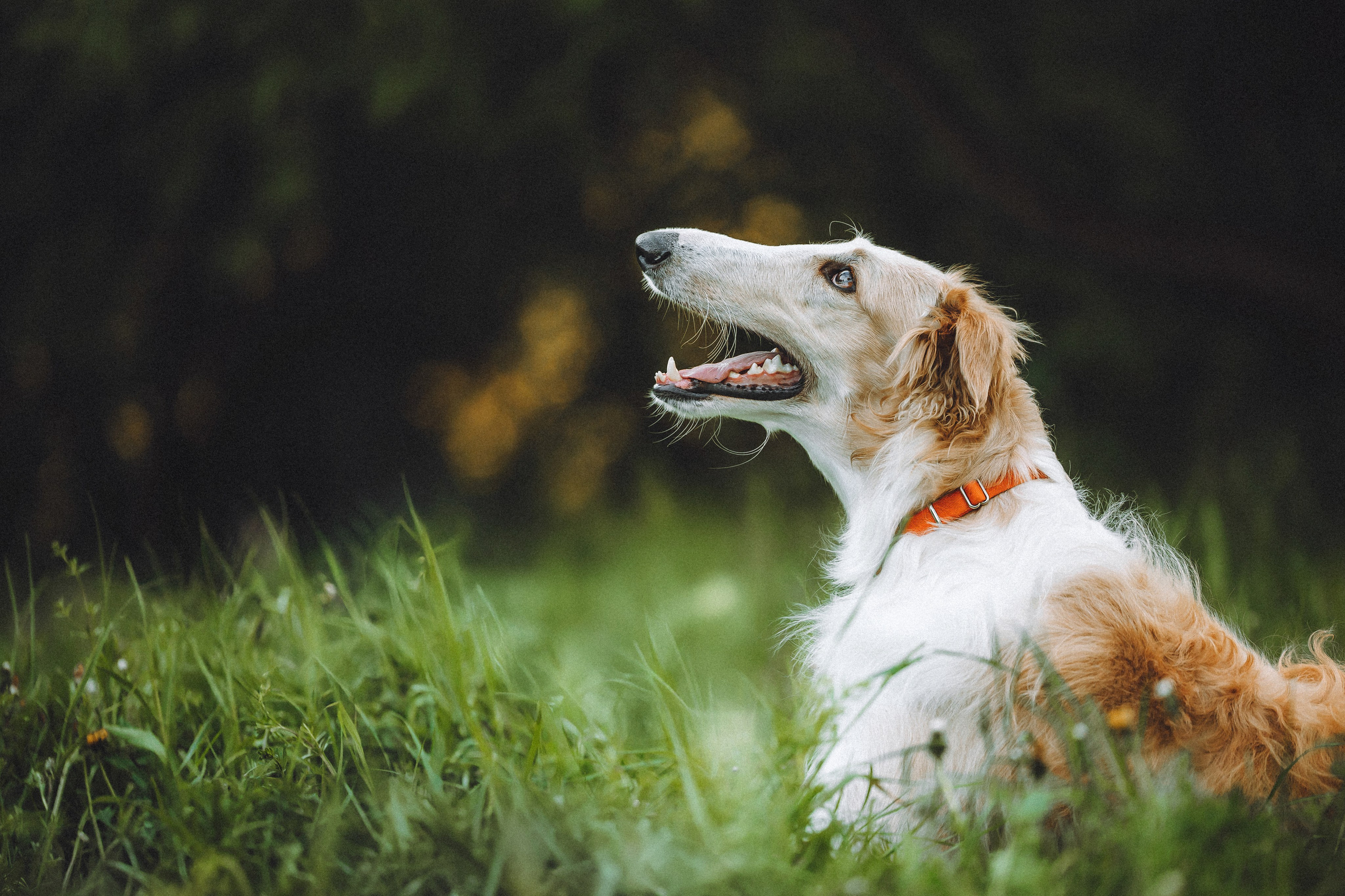 Илай, Зайка и их семья