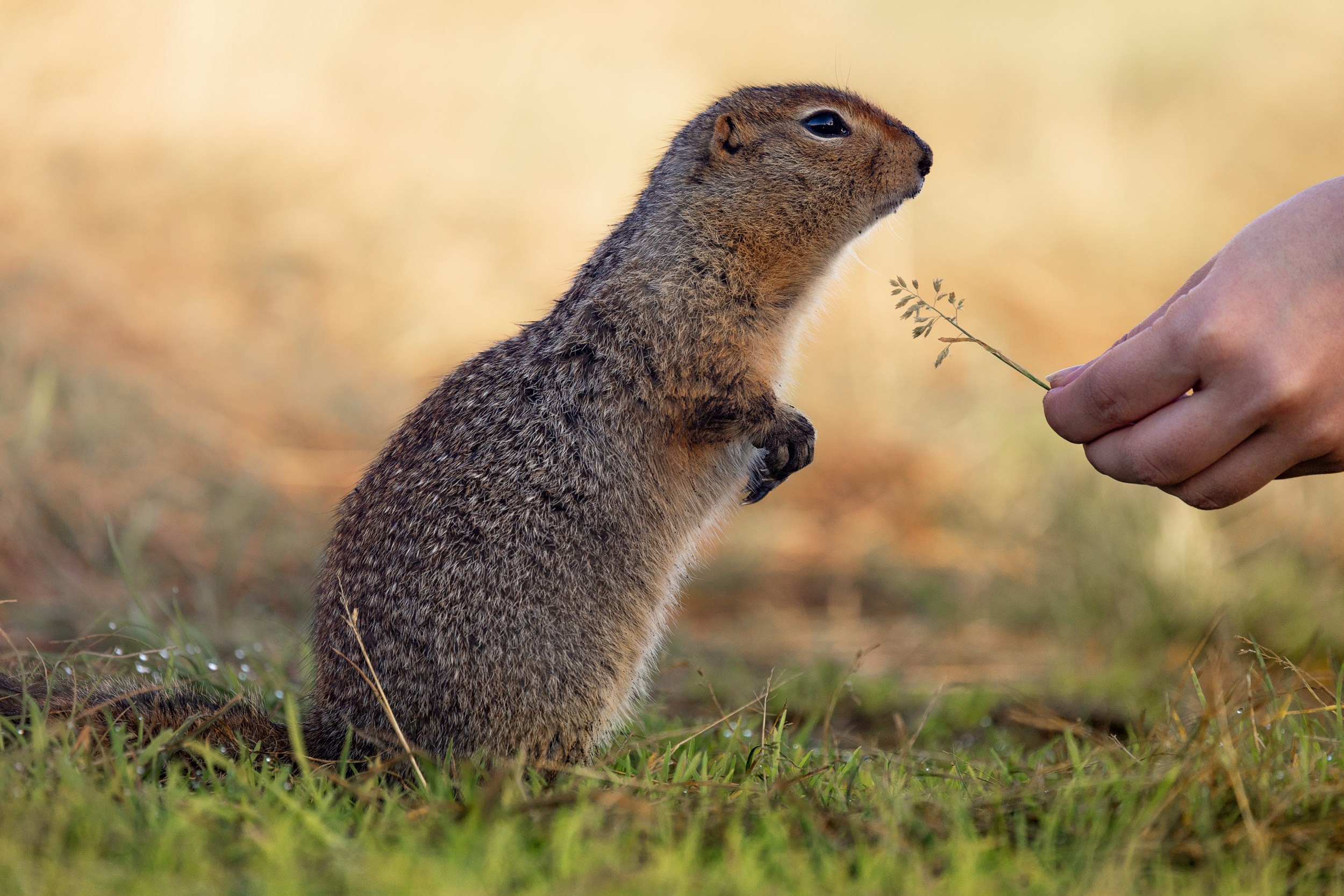 Дикая природа • Wildlife. Елена Ивановой • Профессиональный фотограф