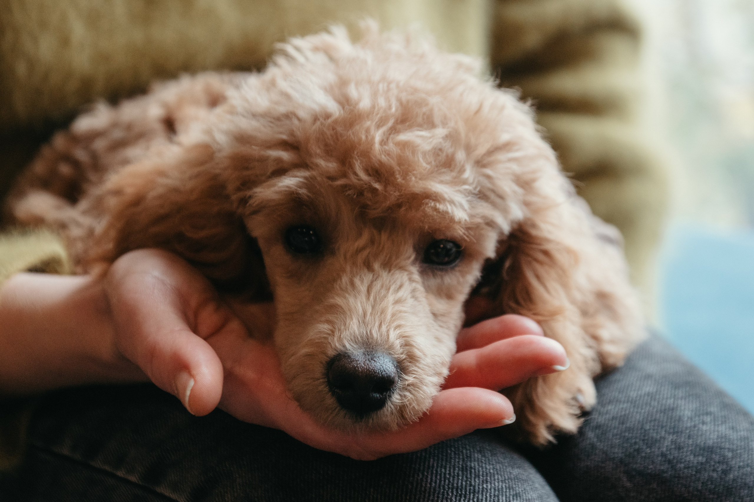 Прогулка с Анастасией и Симоной. Стас Соболь, фотограф анималист, репортажник, Москва