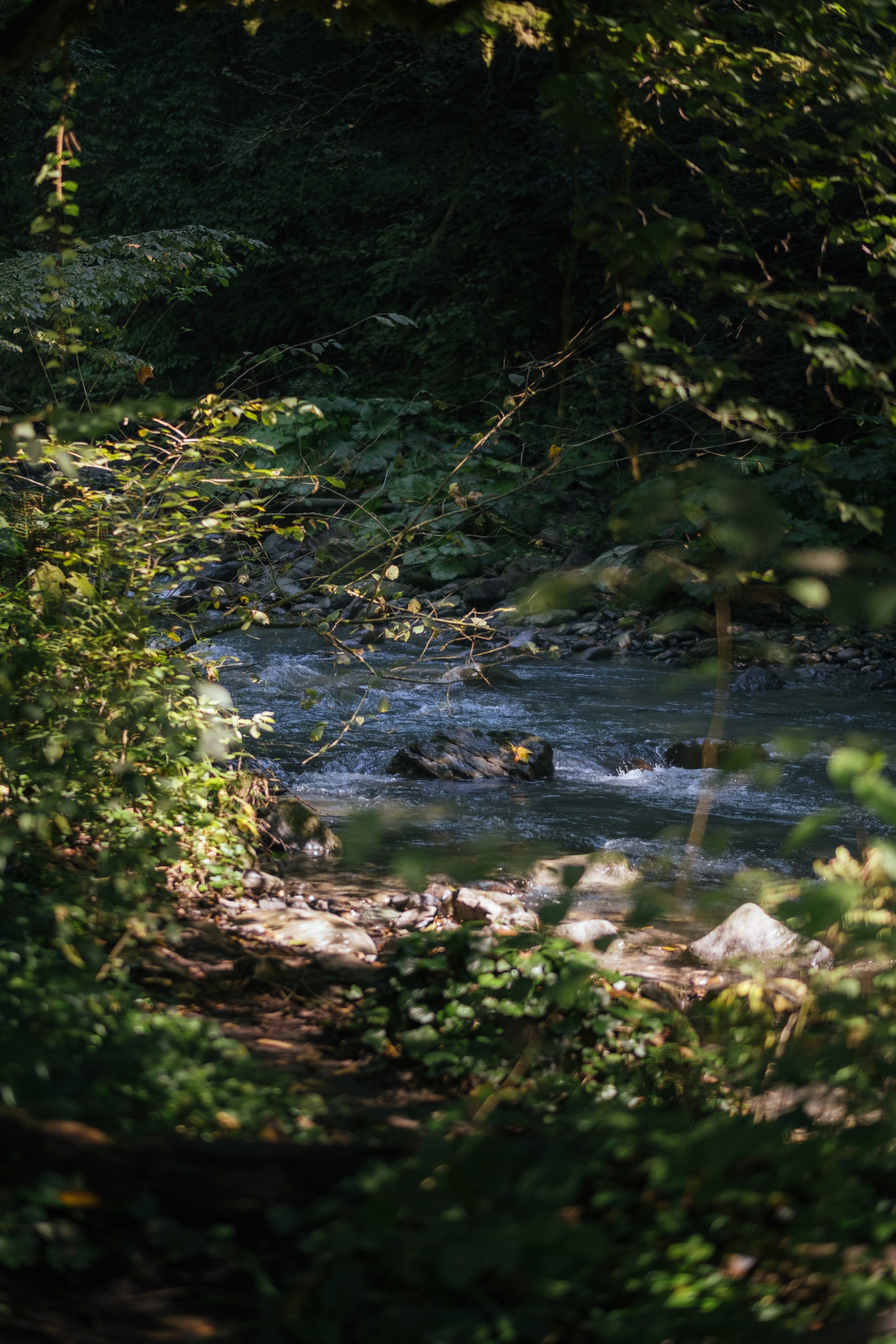 Кот и Дракон. Свадебный Видеограф Фотограф в Сочи