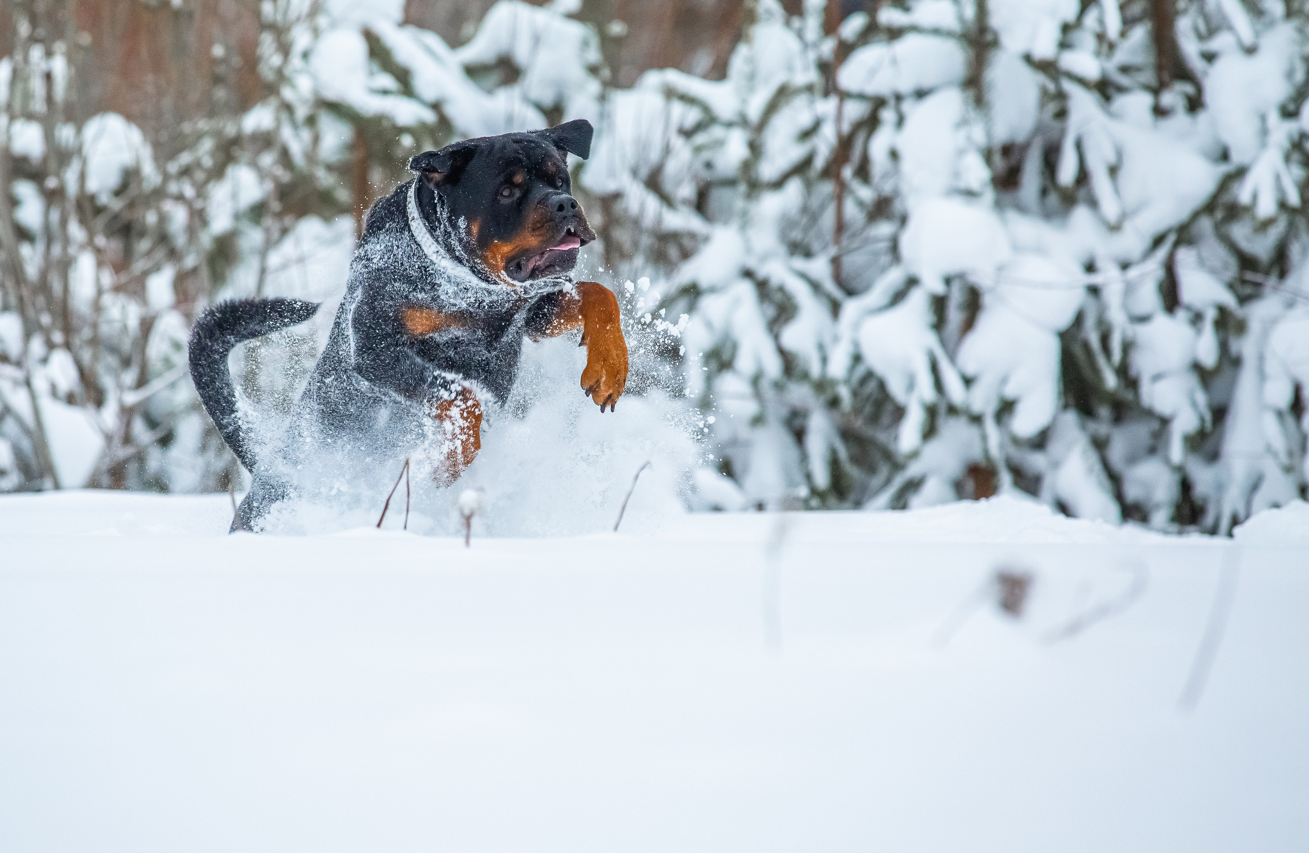 Животные. Авторские туры с профессиональным фотографом
