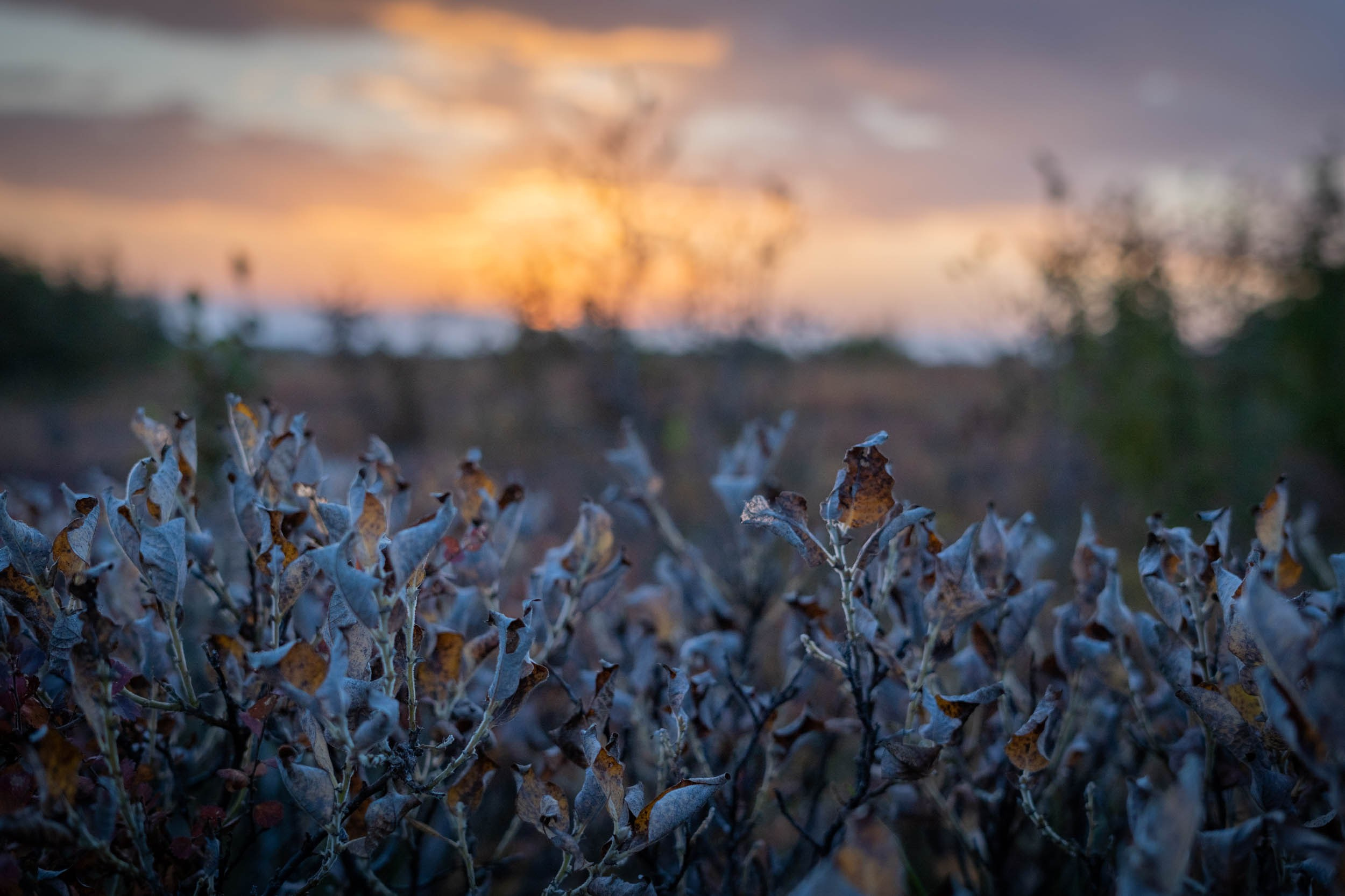 Рифы девонского моря. Фотограф Екатерина Зорина