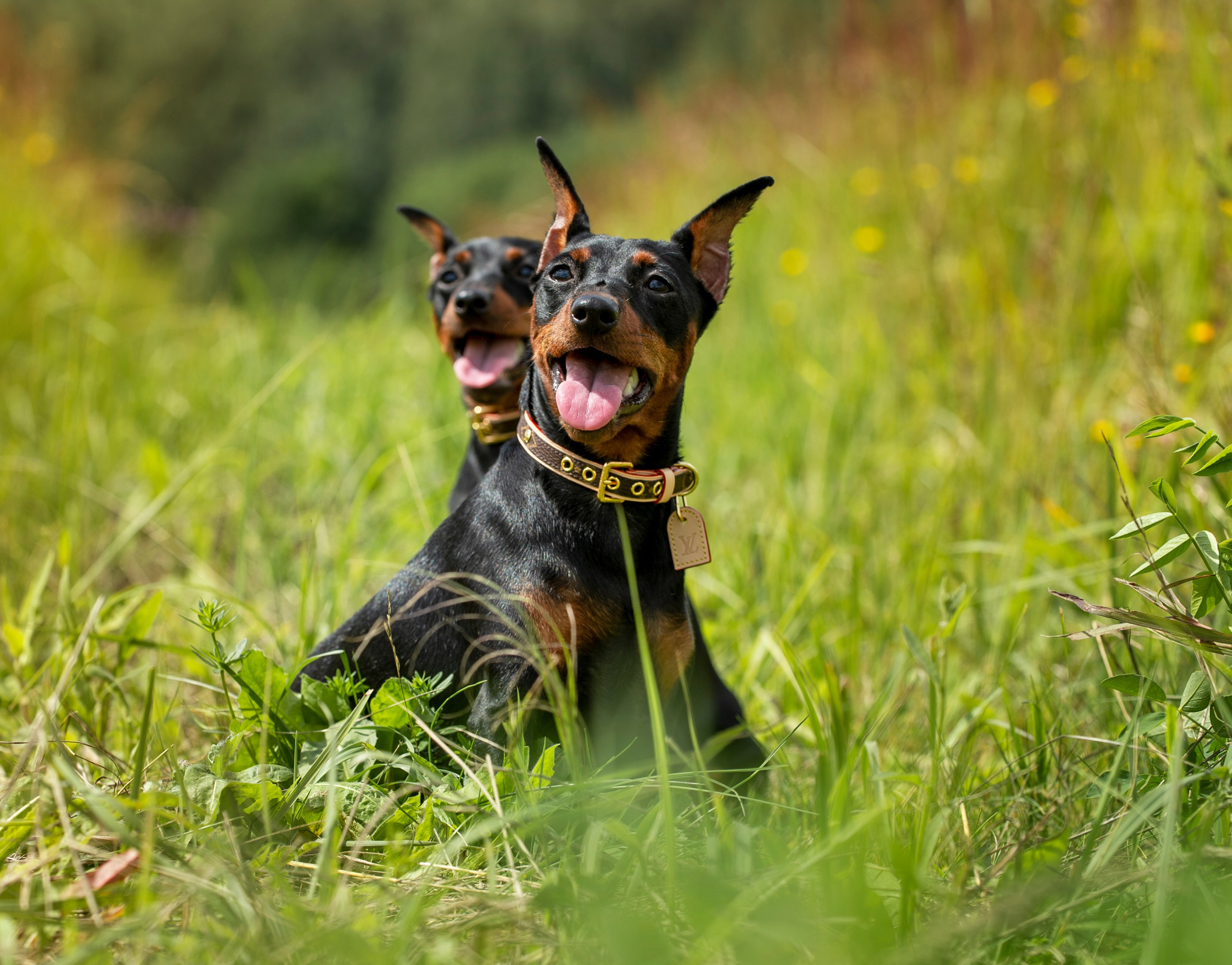 Собаки. Портретная и свадебная фотосъемка. Москва и область