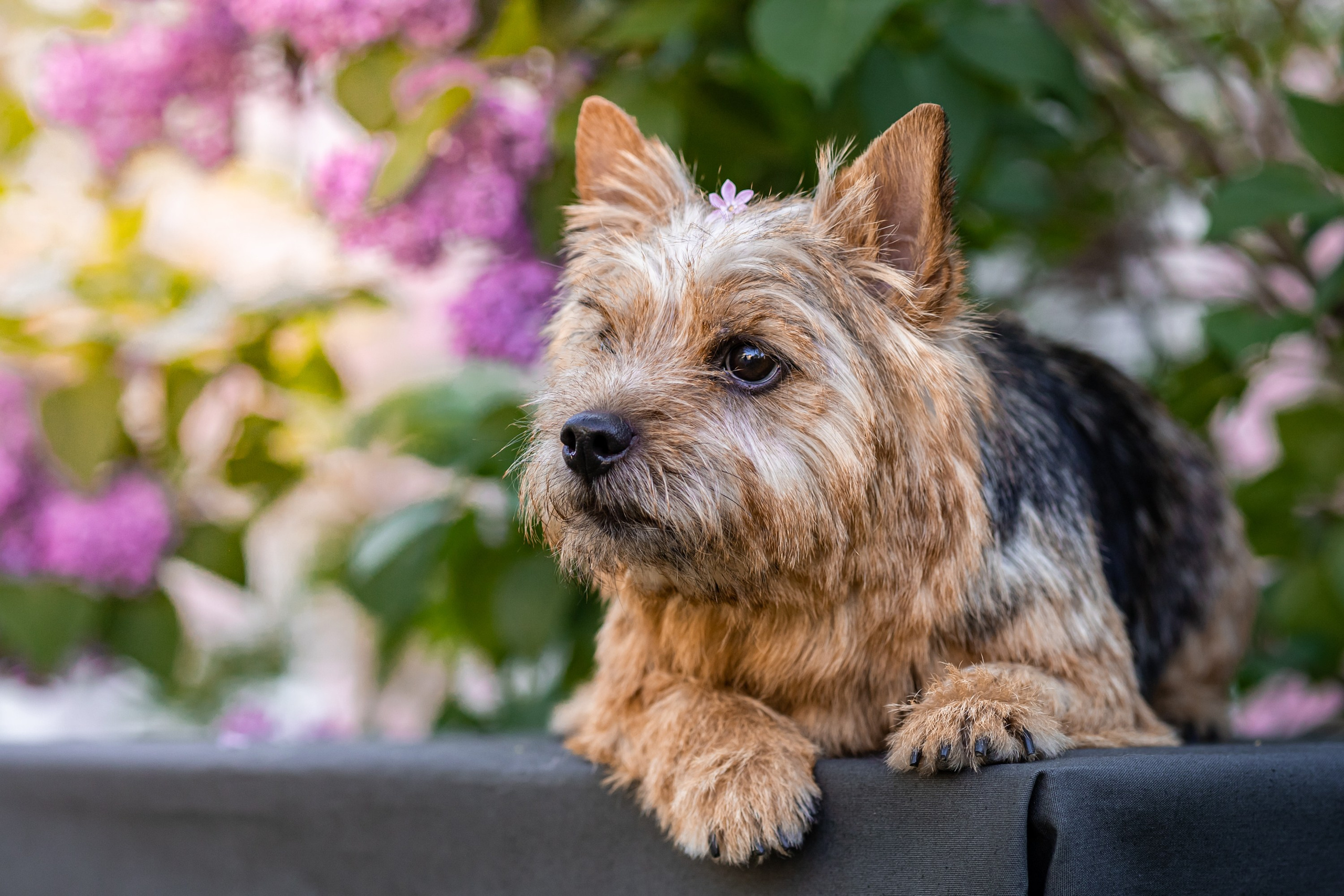 Сирень. Фотограф анималист Аня Ливанова | Рыбинск