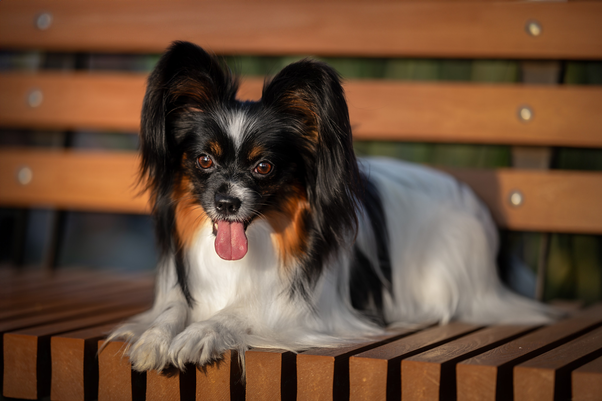 Бэйли, Папийон. Ирина Голомб|Фотограф-анималист в  Сочи и Калининграде