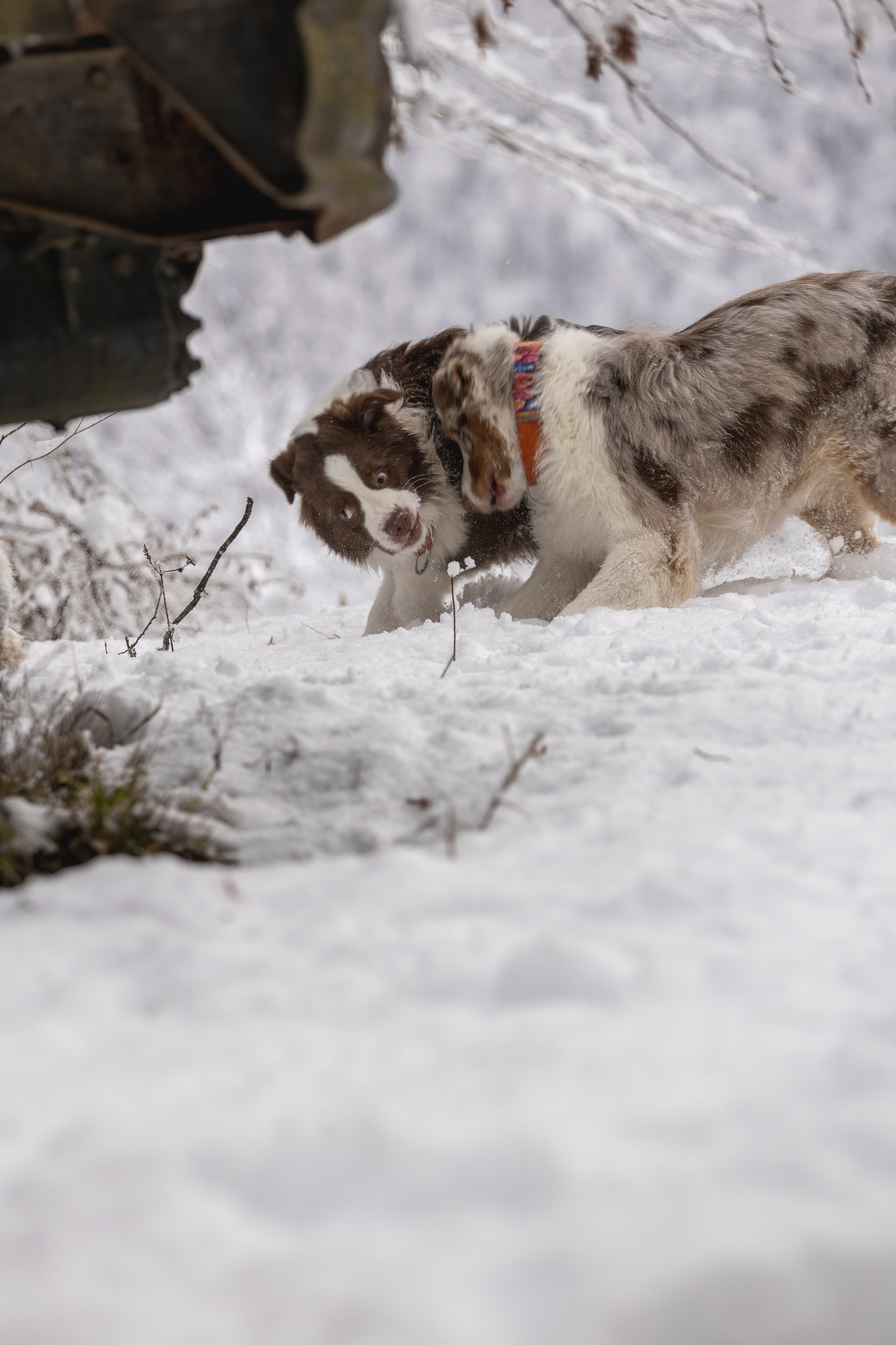 Догтуса Тропа Ефремова. Ирина Голомб|Фотограф-анималист в  Сочи и Калининграде