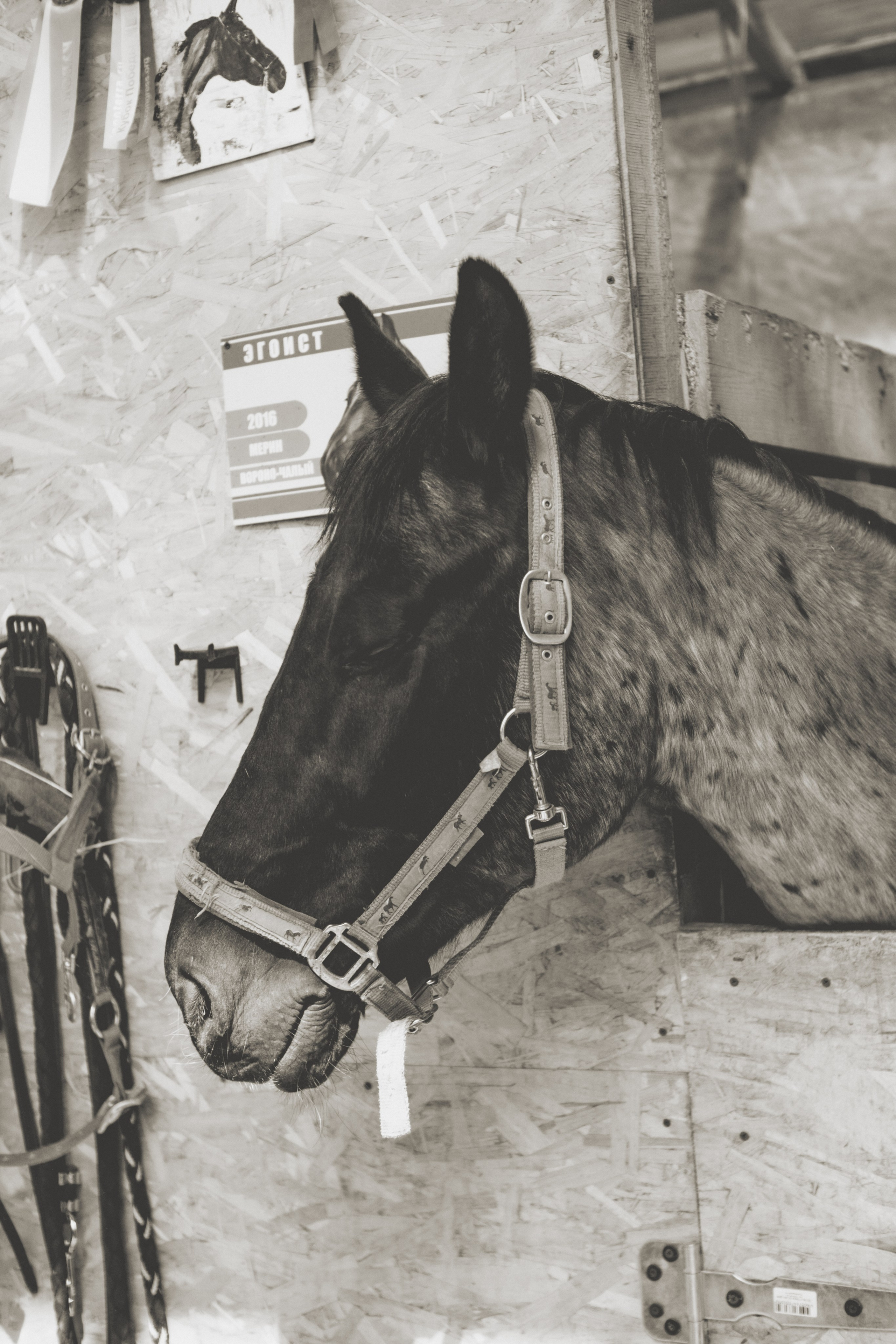 Наташа. Съёмка с лошадкой. Lickord