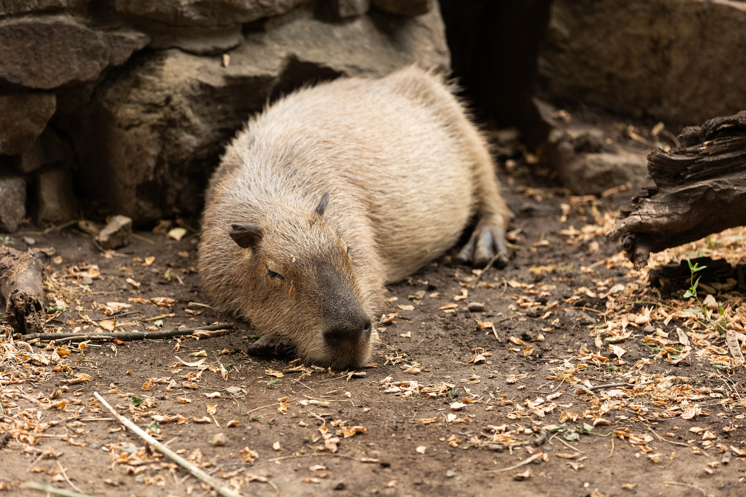 Зоопарк Малинки. Фотограф-АниМалист Анна Абрамова