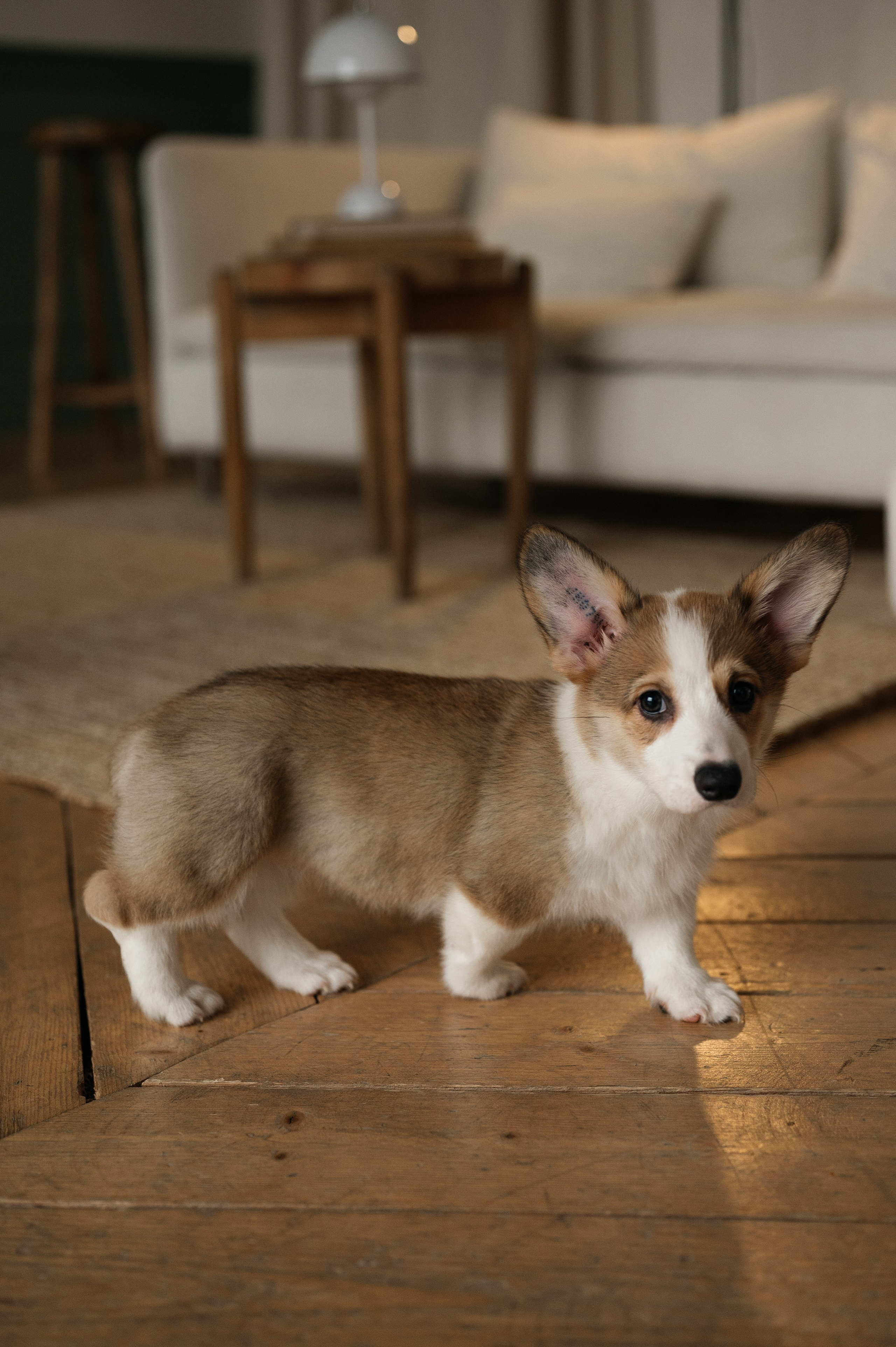 Миша, Маша и Боня. Свадебный и семейный фотограф в Краснодаре Алина Мельник