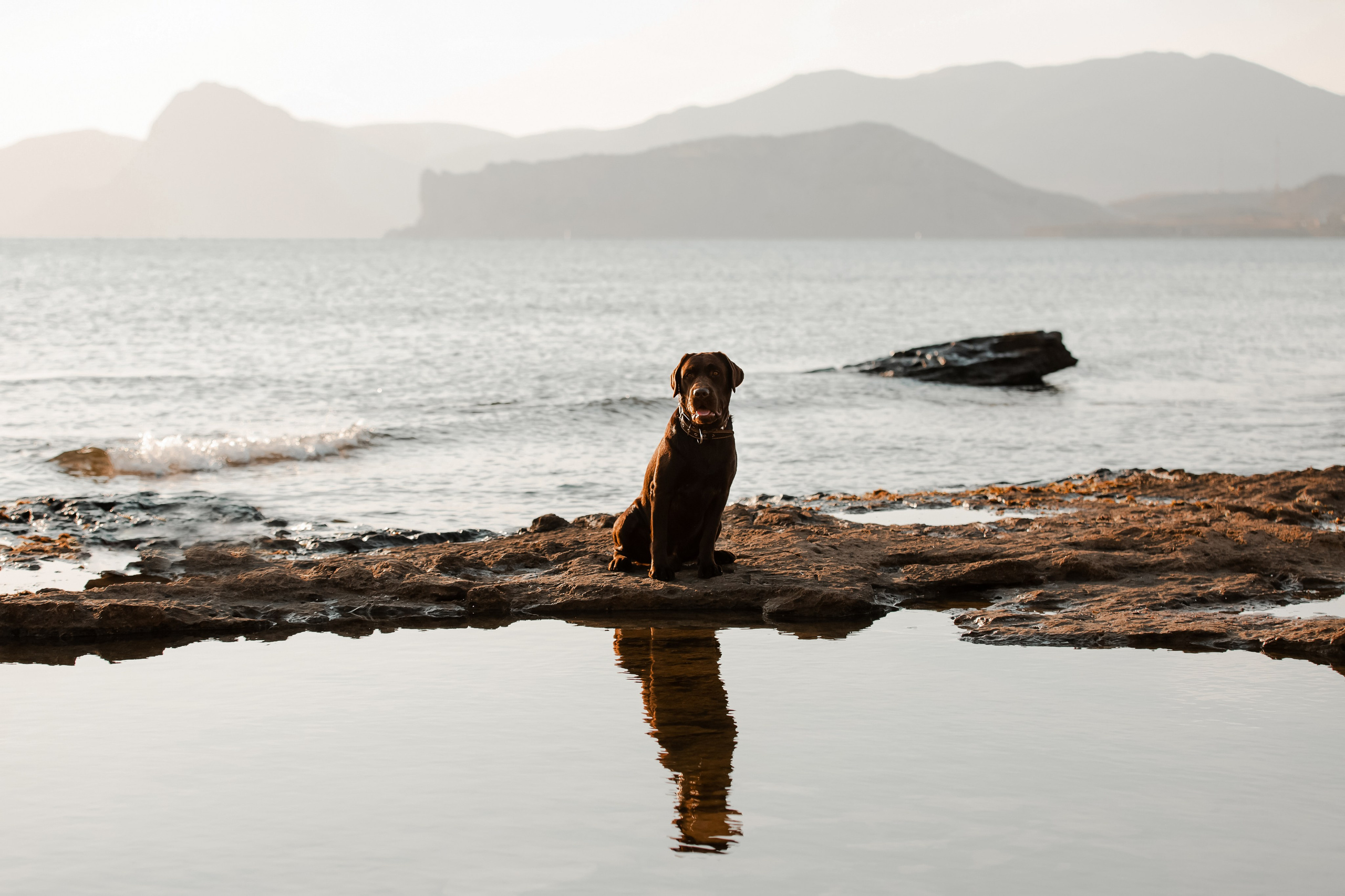 Экстерьерная съёмка Краснодар. Фотограф-анималист в Краснодаре Маша Мельникова