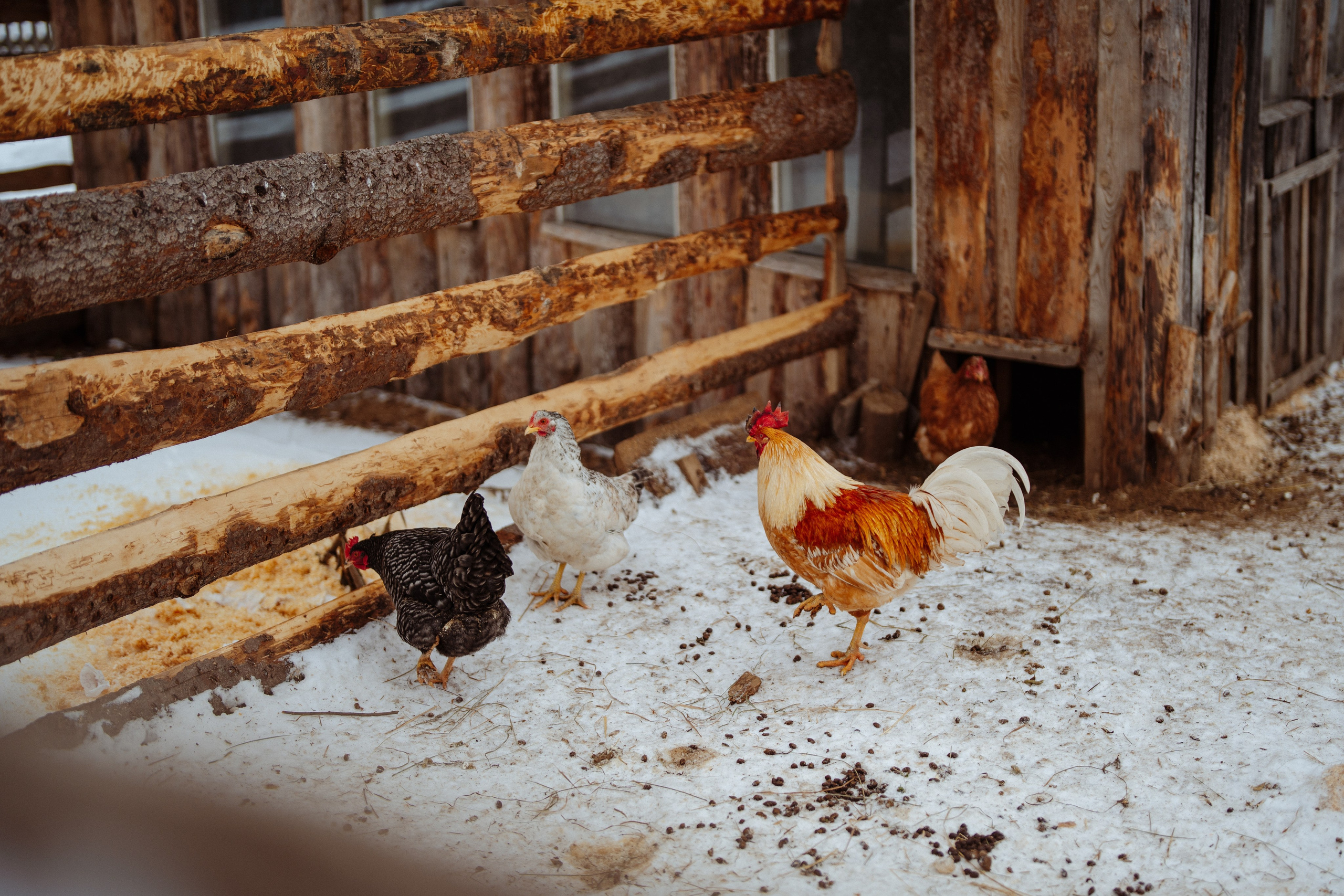 Сюжет № 1│Камланье