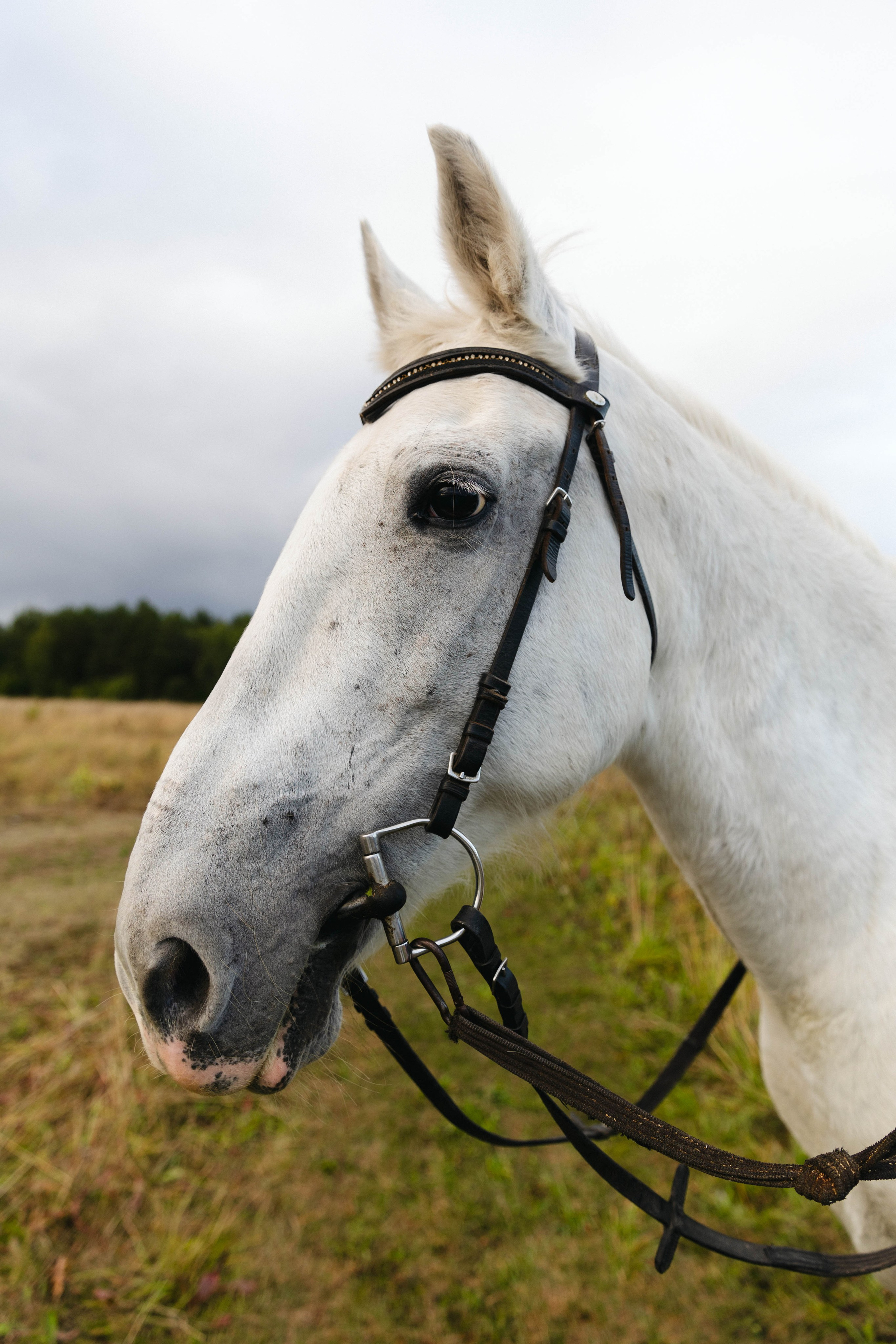 В поле с конём. Свадебный и семейный фотограф в Карелии