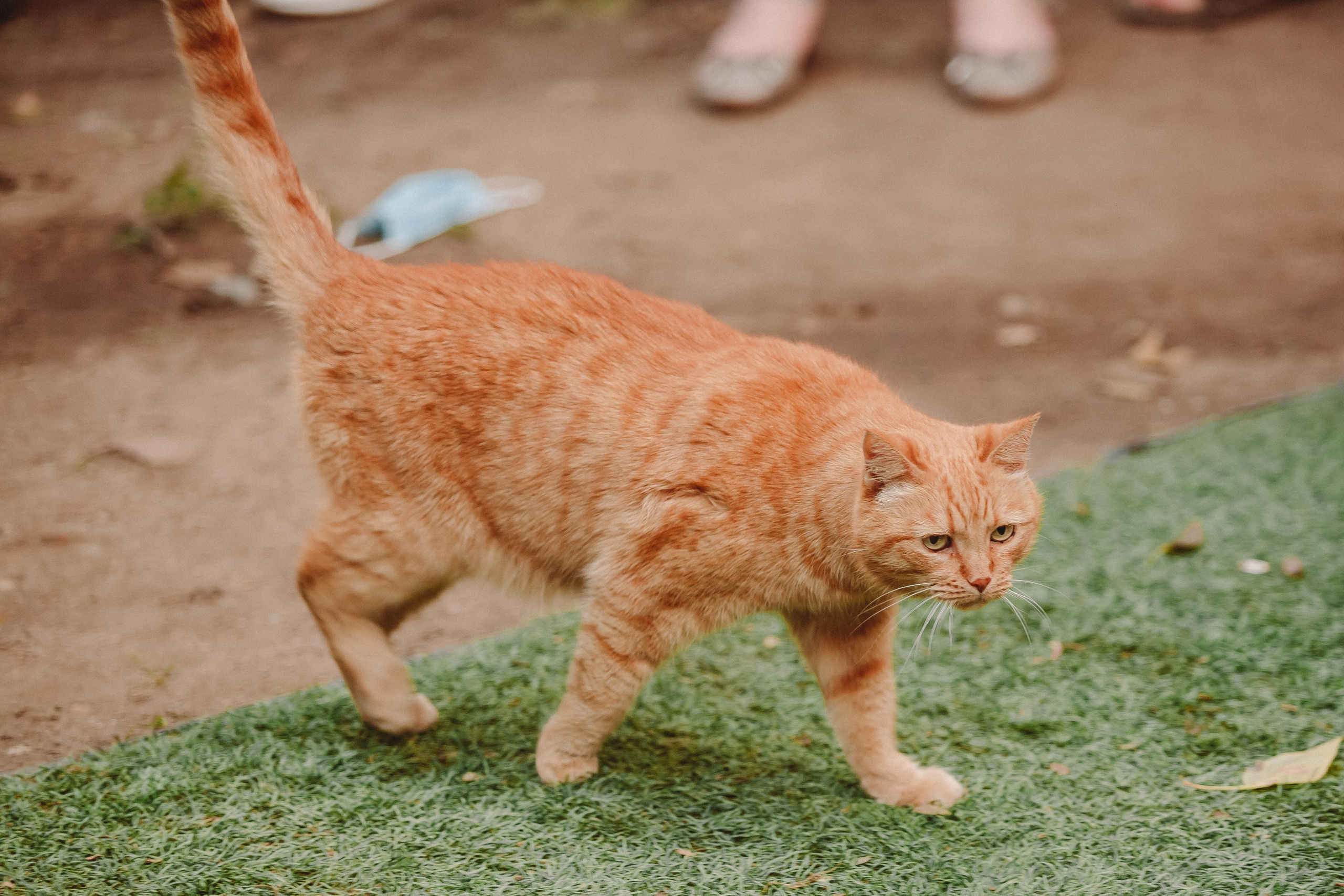 ФЕСТИВАЛЬ ЛУГНАСАД. Photographer Sonkina Tatiana (Tanya Ash)