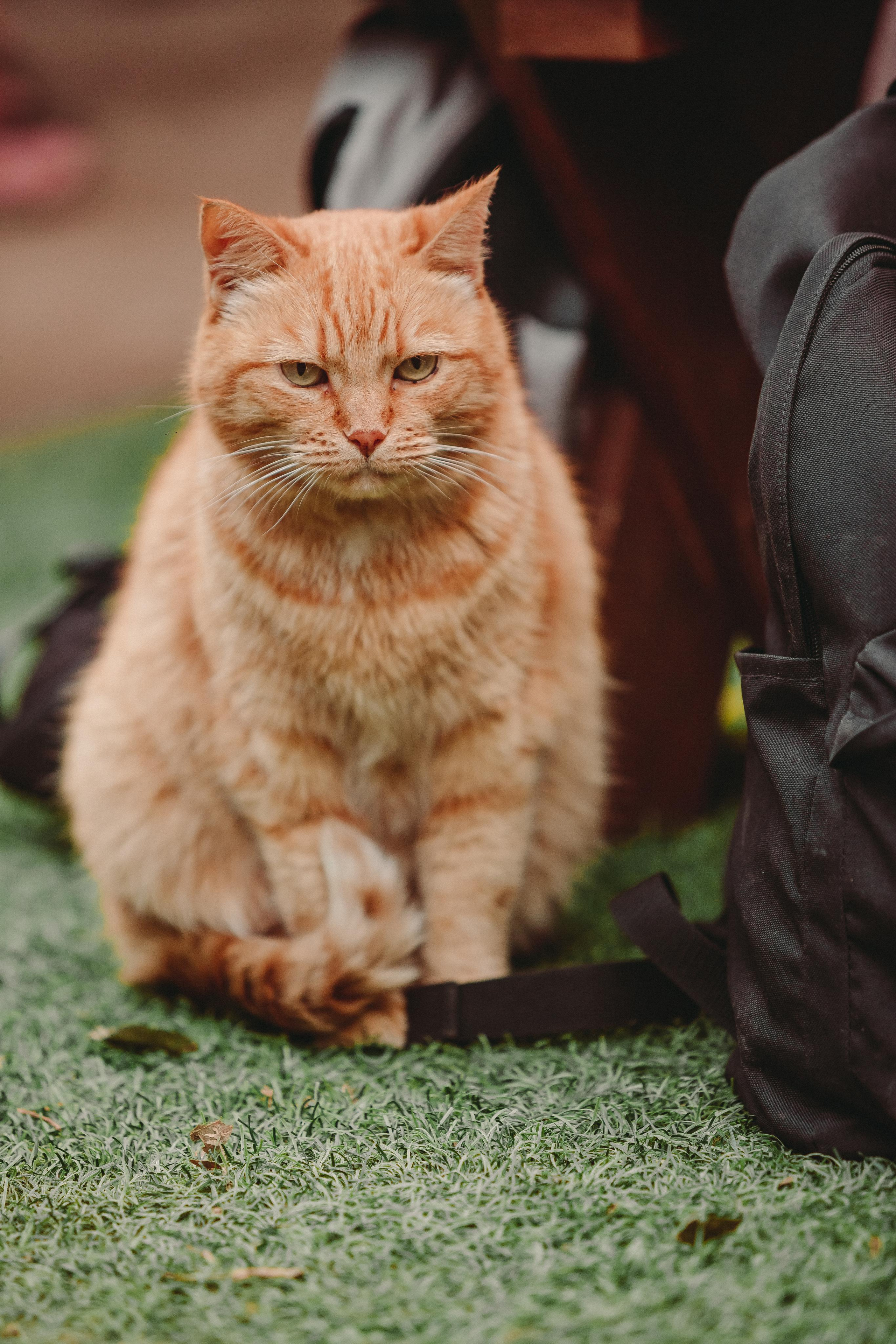 ФЕСТИВАЛЬ ЛУГНАСАД. Photographer Sonkina Tatiana (Tanya Ash)