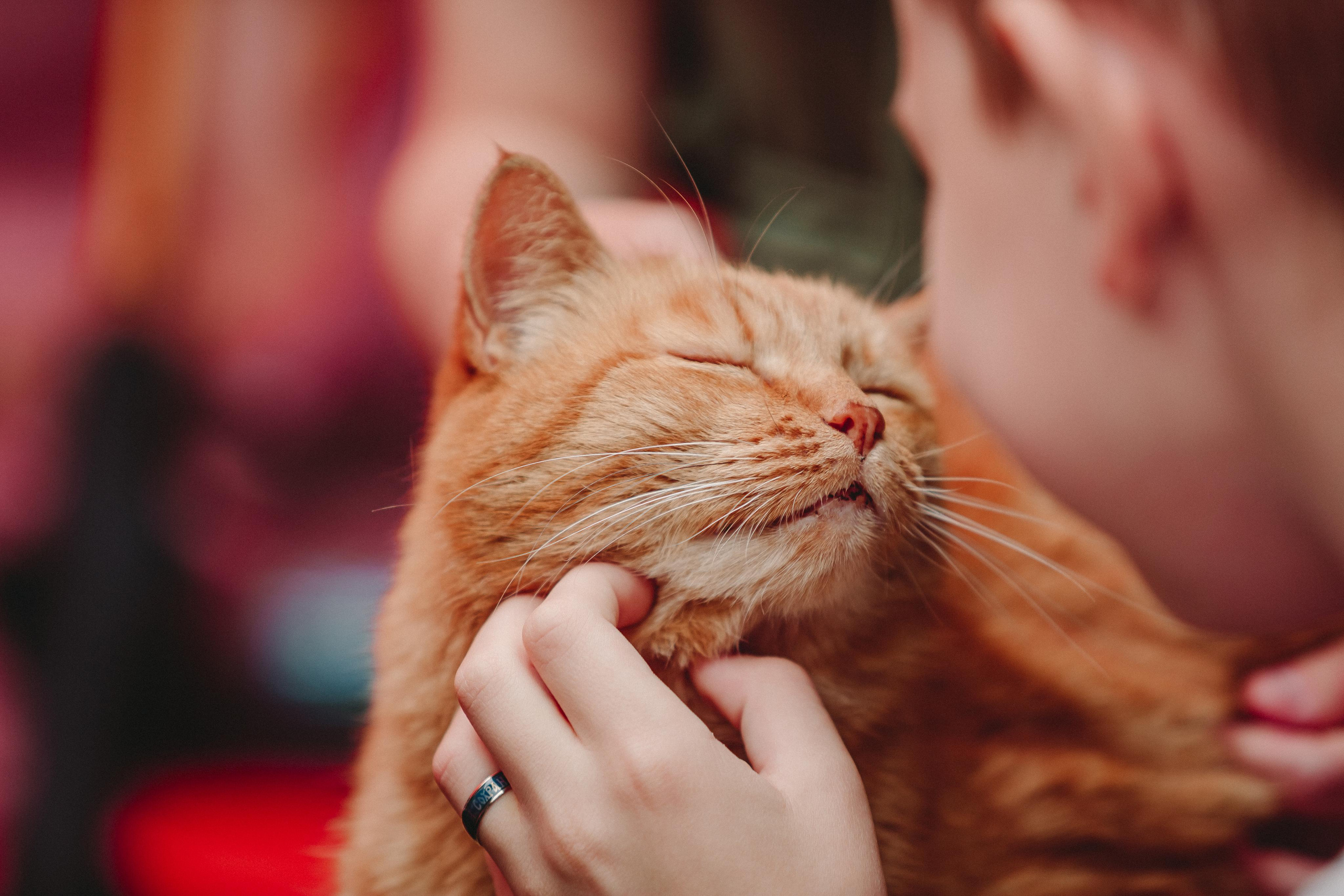 ФЕСТИВАЛЬ ЛУГНАСАД. Photographer Sonkina Tatiana (Tanya Ash)