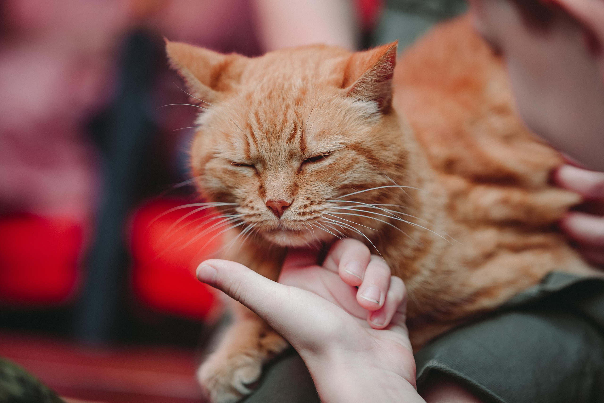 ФЕСТИВАЛЬ ЛУГНАСАД. Photographer Sonkina Tatiana (Tanya Ash)