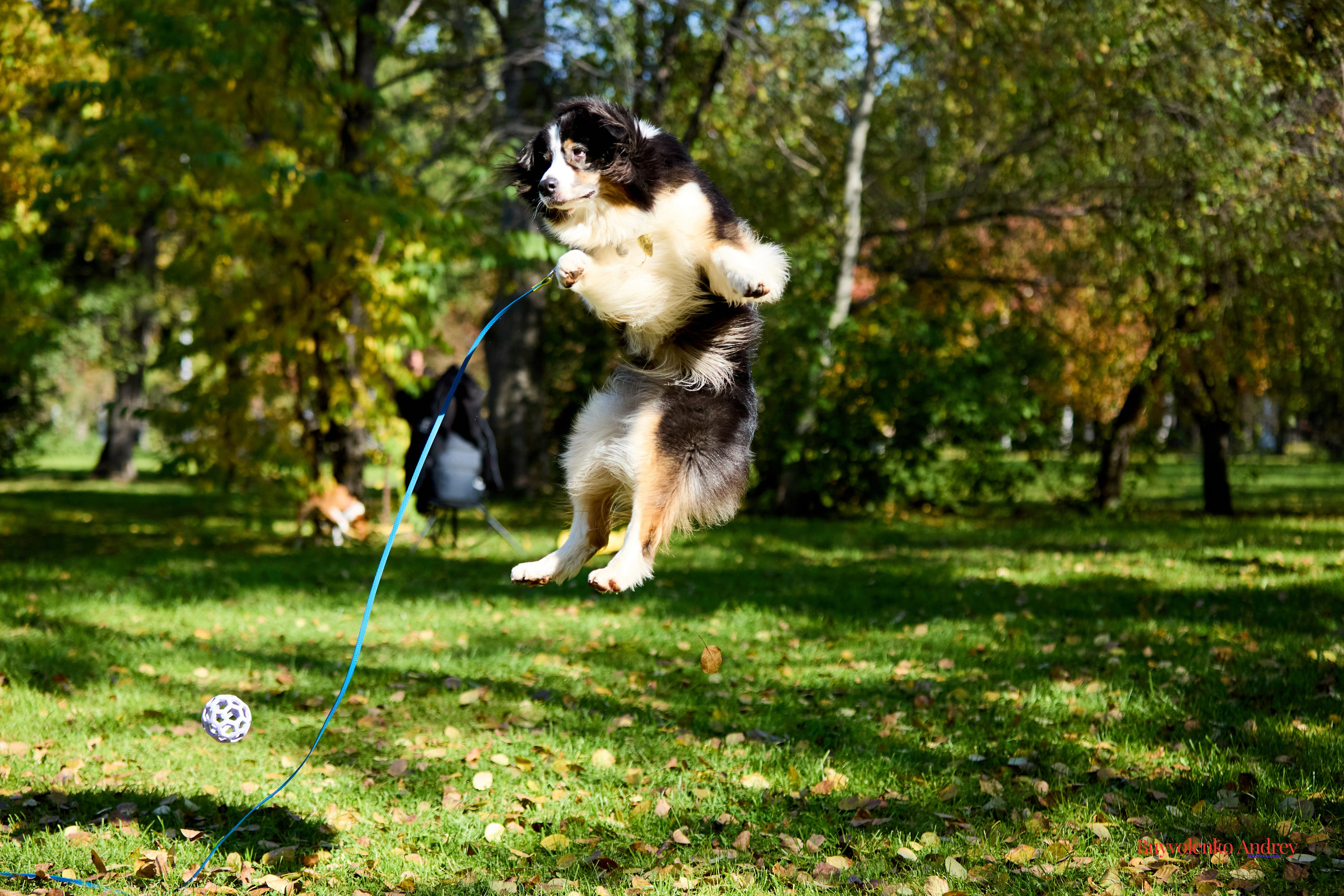 Басенджи и Аусси 21.09.2025. Buyvolenko Andrey