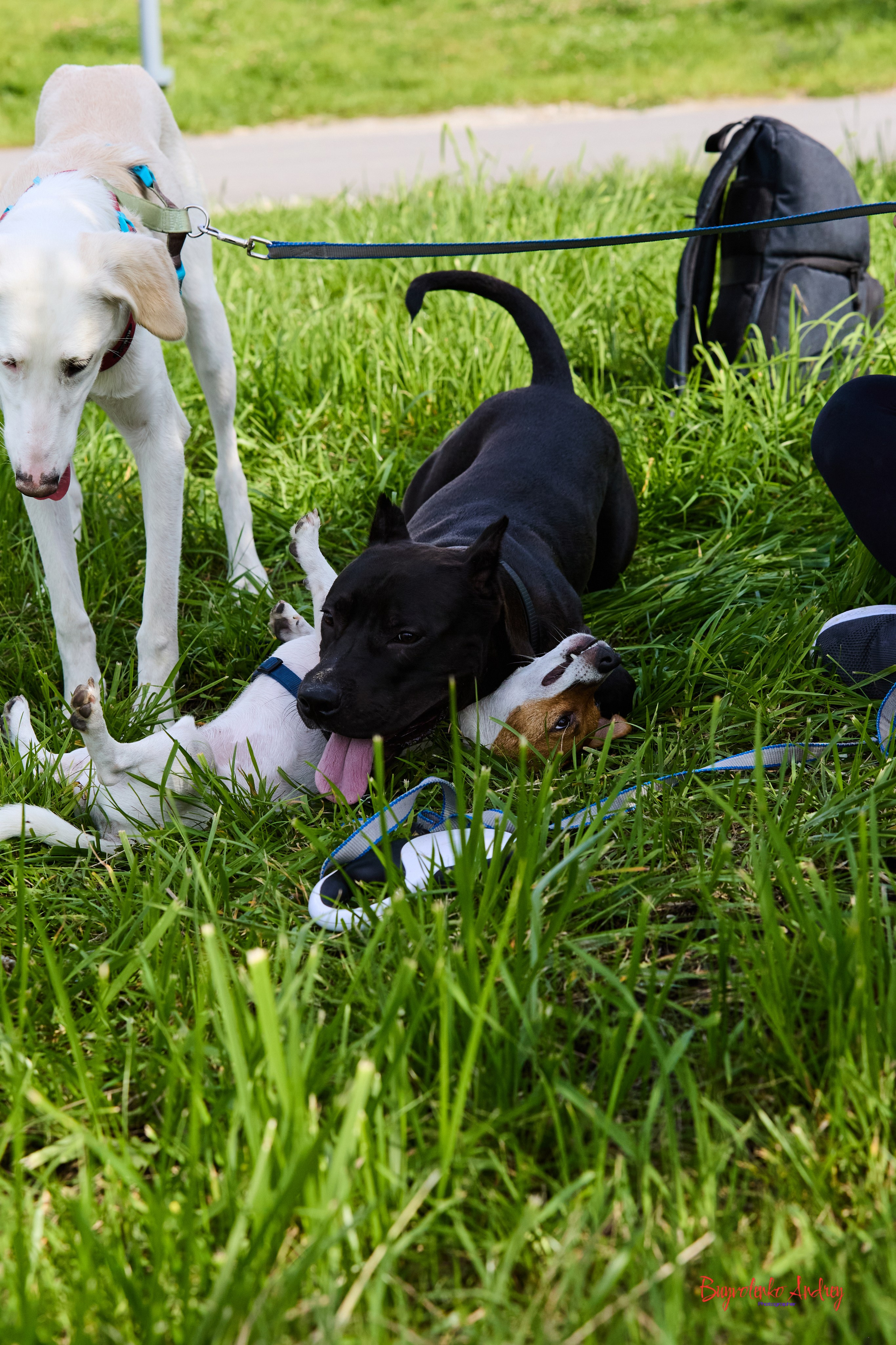 Проект фотопрогулка с хвостиком. Buyvolenko Andrey