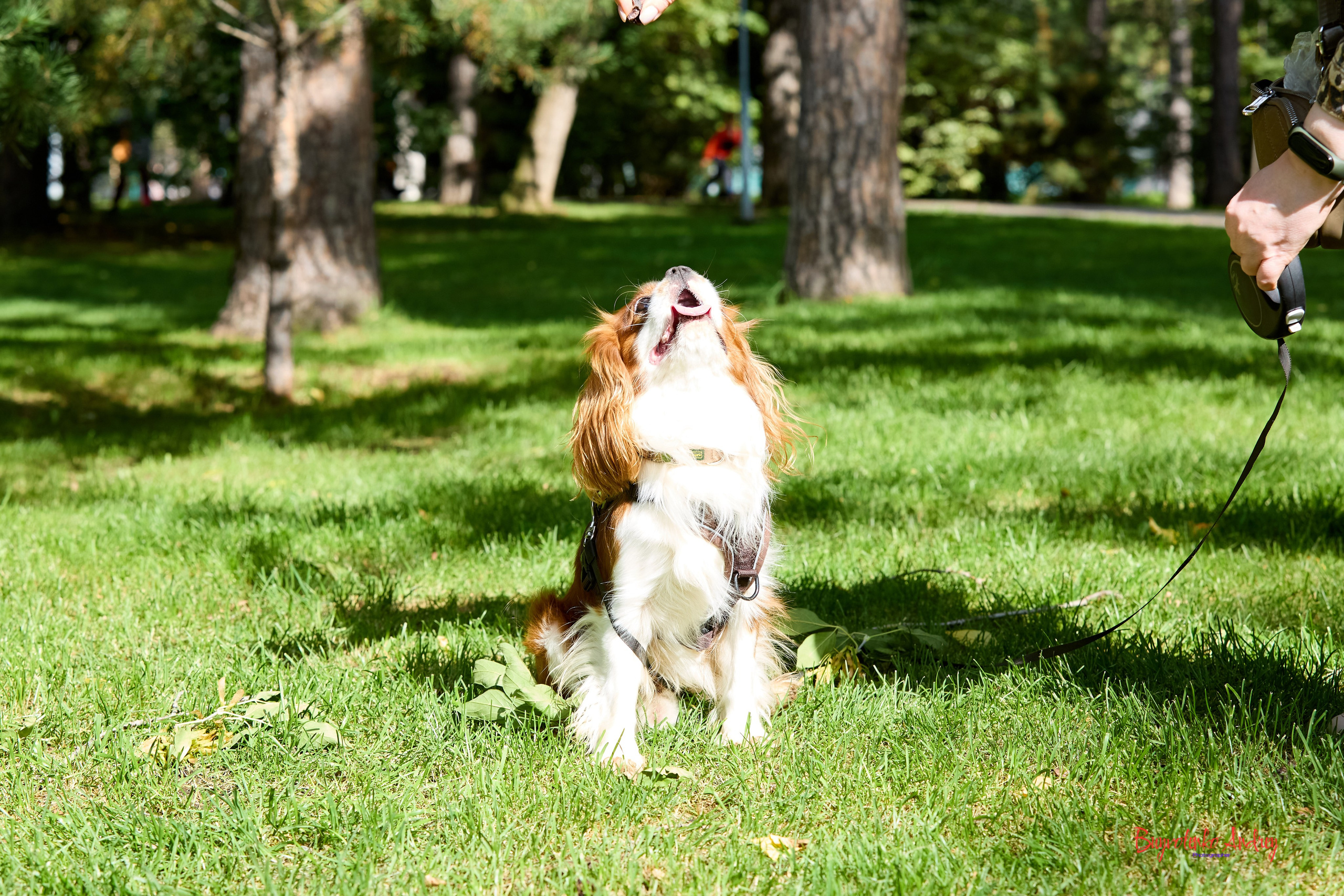 Фотопрогулка с кавалерами. Buyvolenko Andrey