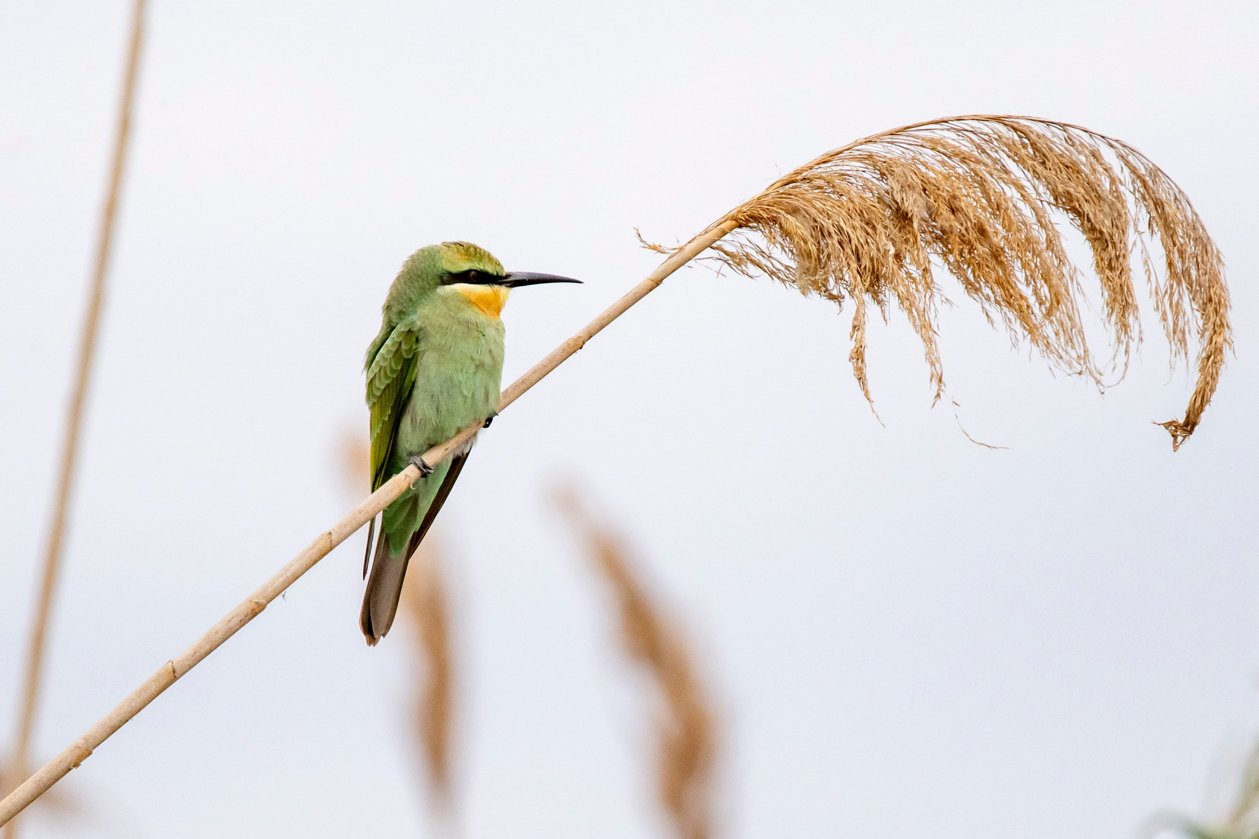 Природа Дагестана, сентябрь 2024. Foto-Zuev фотография как искусство