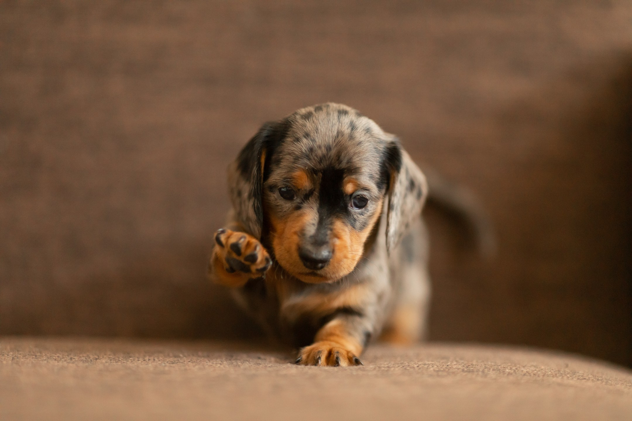 Собаки. Конный фотограф Валынкина Лера