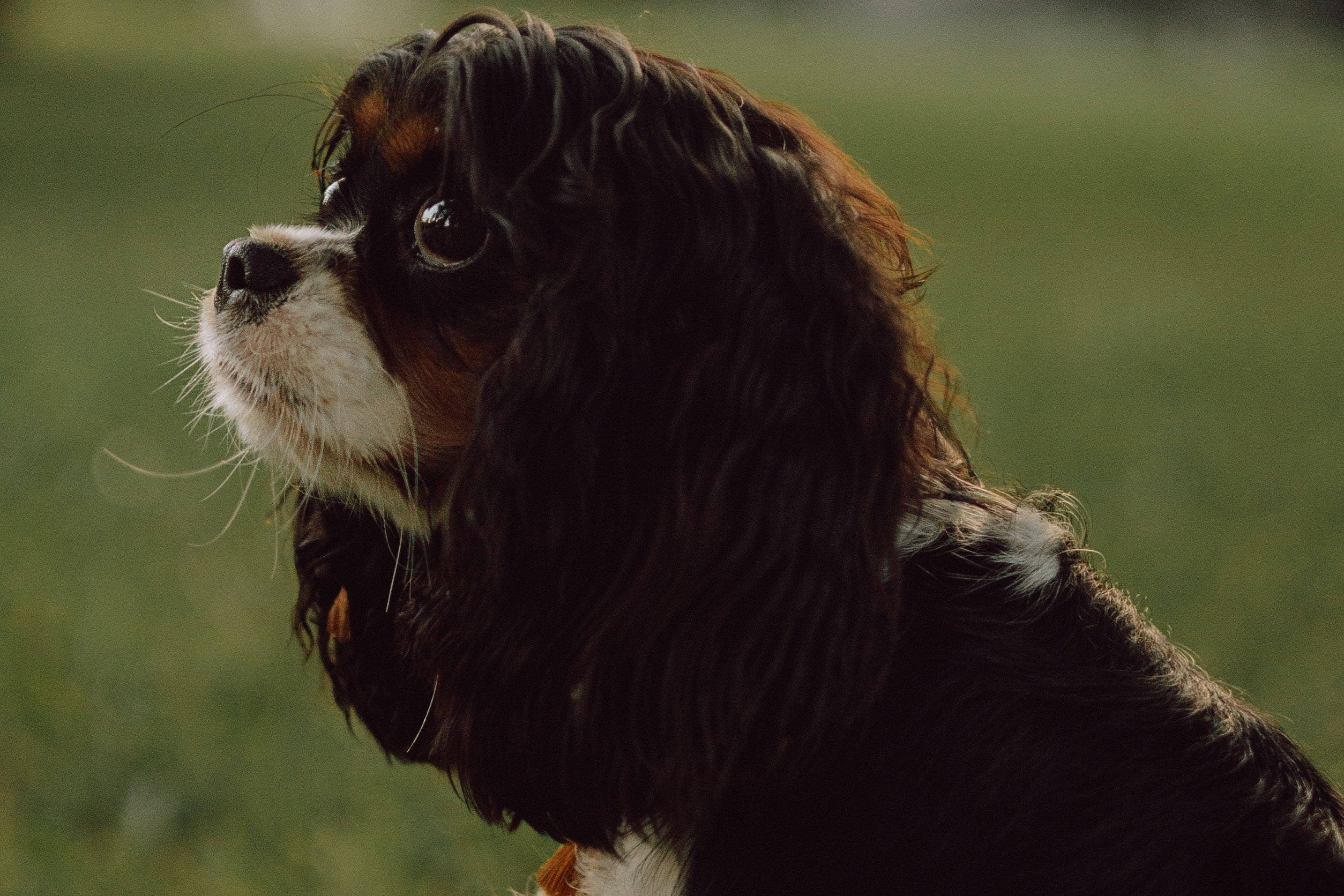 Один день из жизни Стеши и её родных. Фотограф — анималист •love-story•|Санкт-Петербург