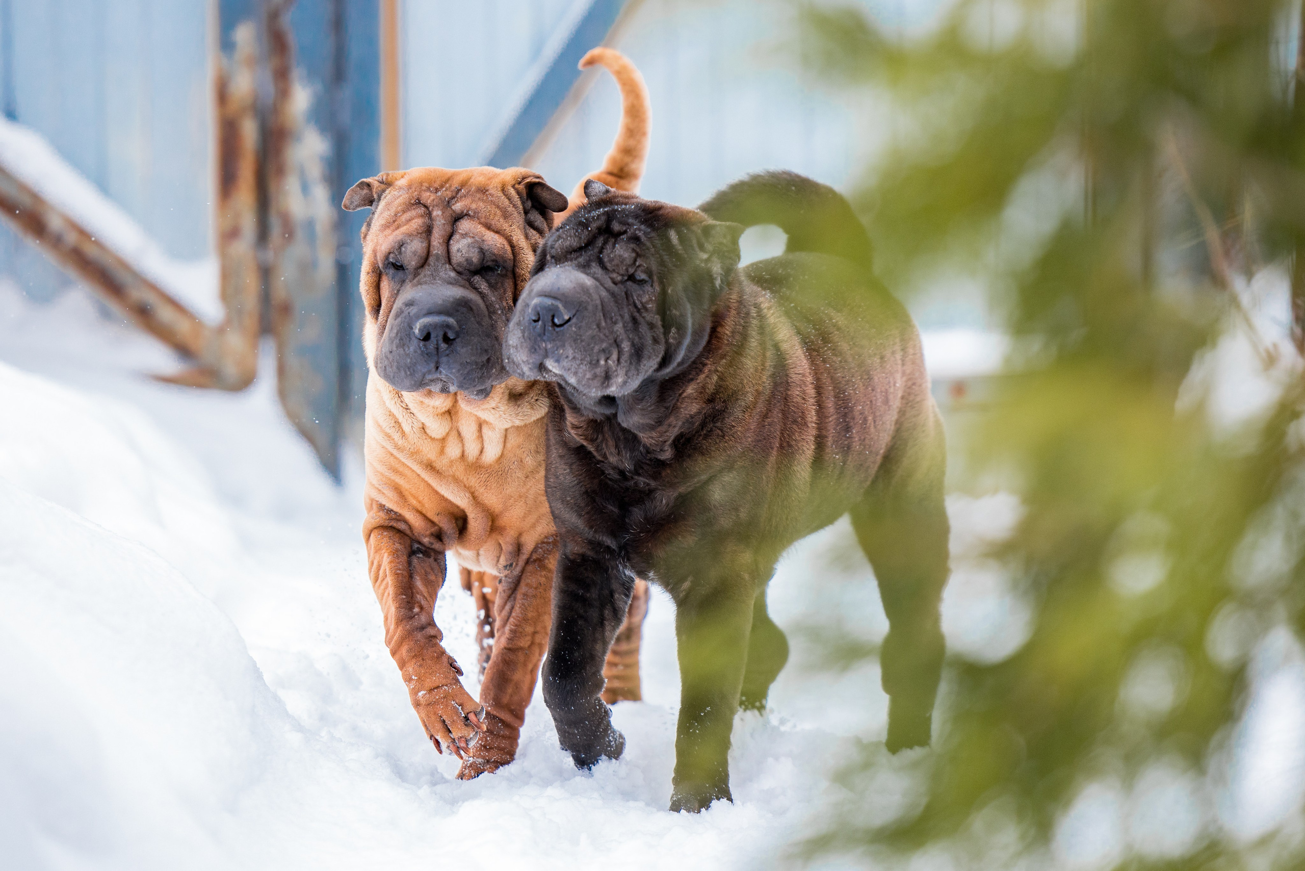 В гостях у шарпеев 16.01.2024. Фотограф-анималист Юлия Германика