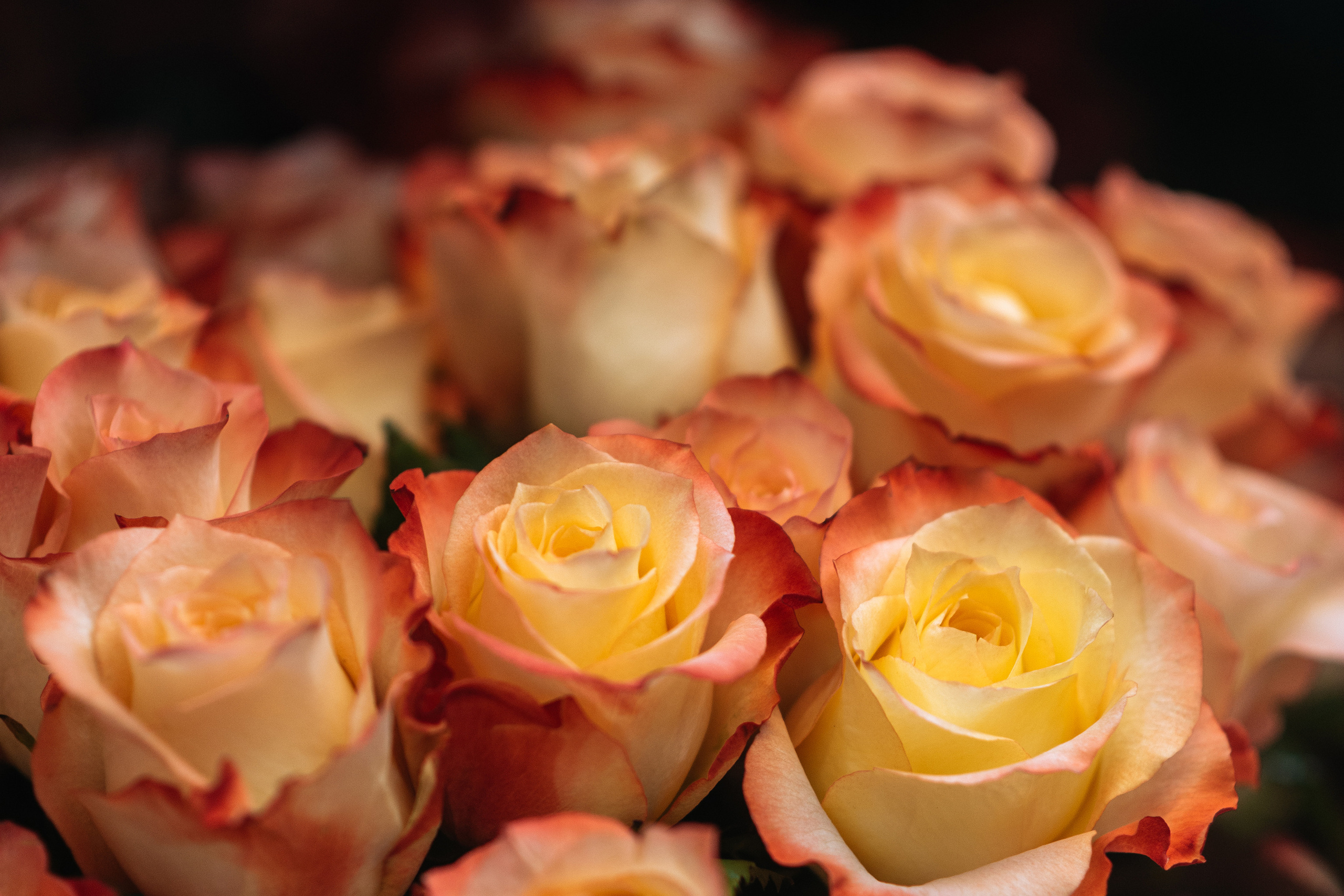 Розы. Цветочный магазин. Репортажный фотограф в Санкт-Петербурге Анастасия Клёпова