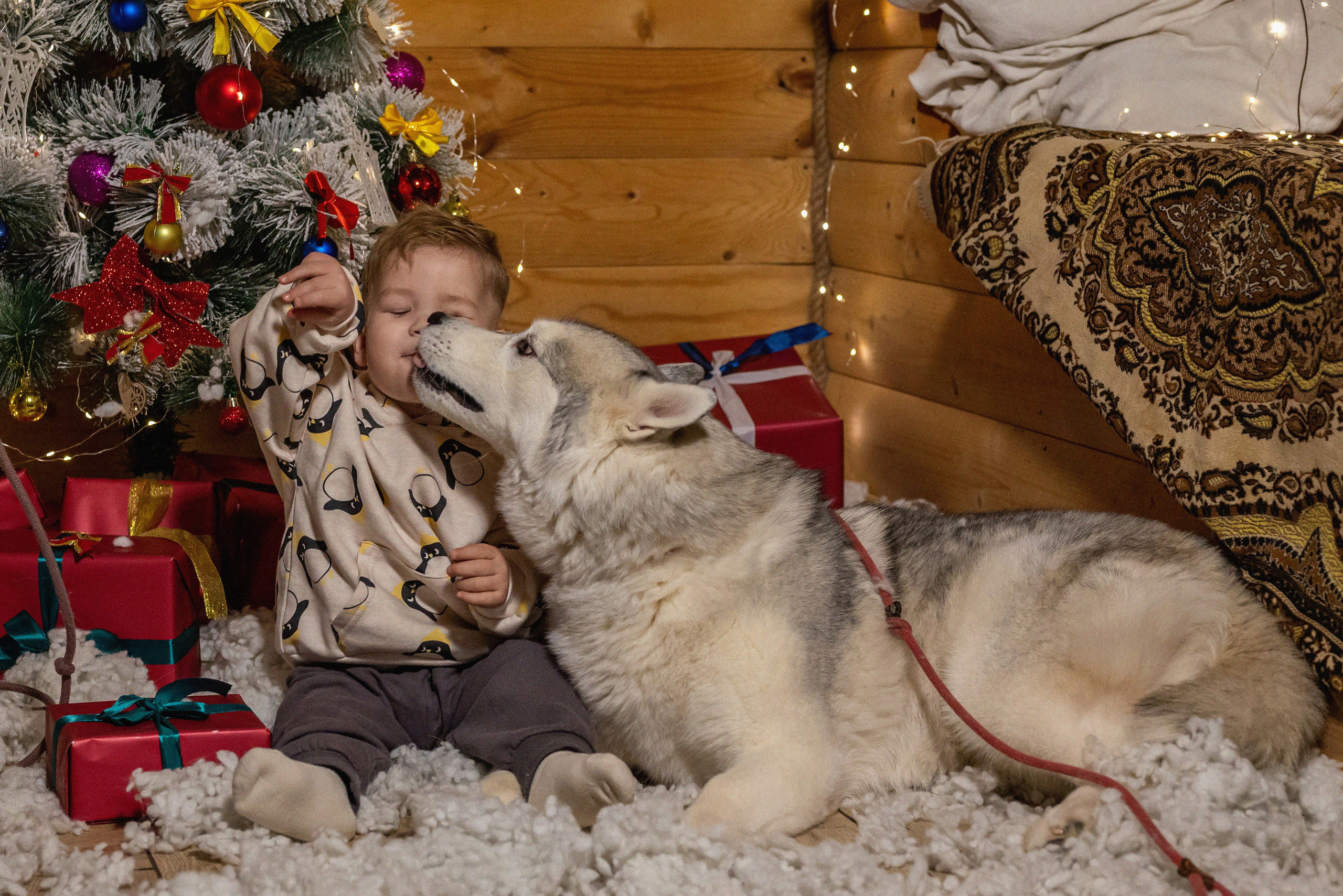 Фотопроект с хаски 2024 г. Фотограф в городе Салават