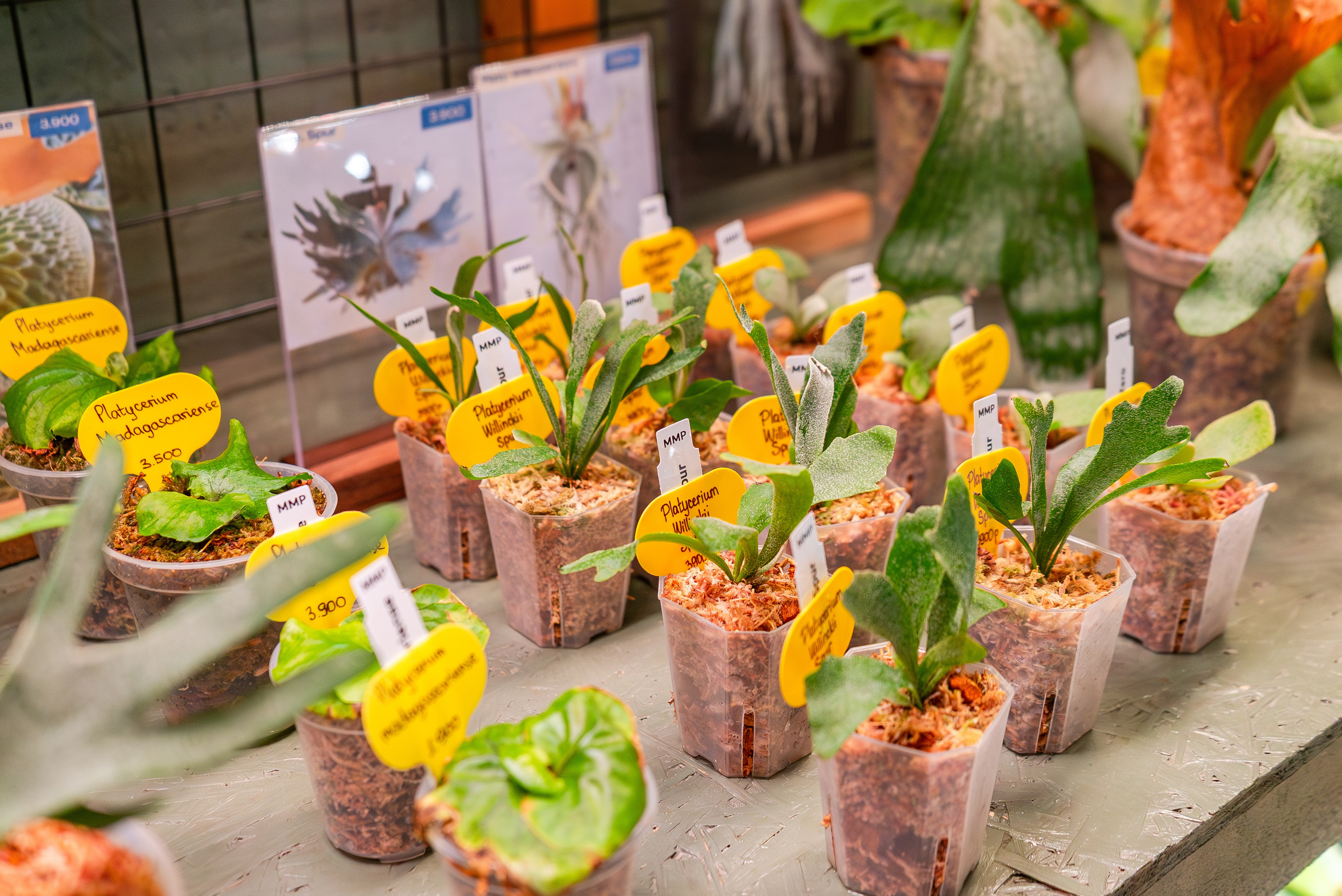 Make more plants. Александра Куликова фотограф, Москва