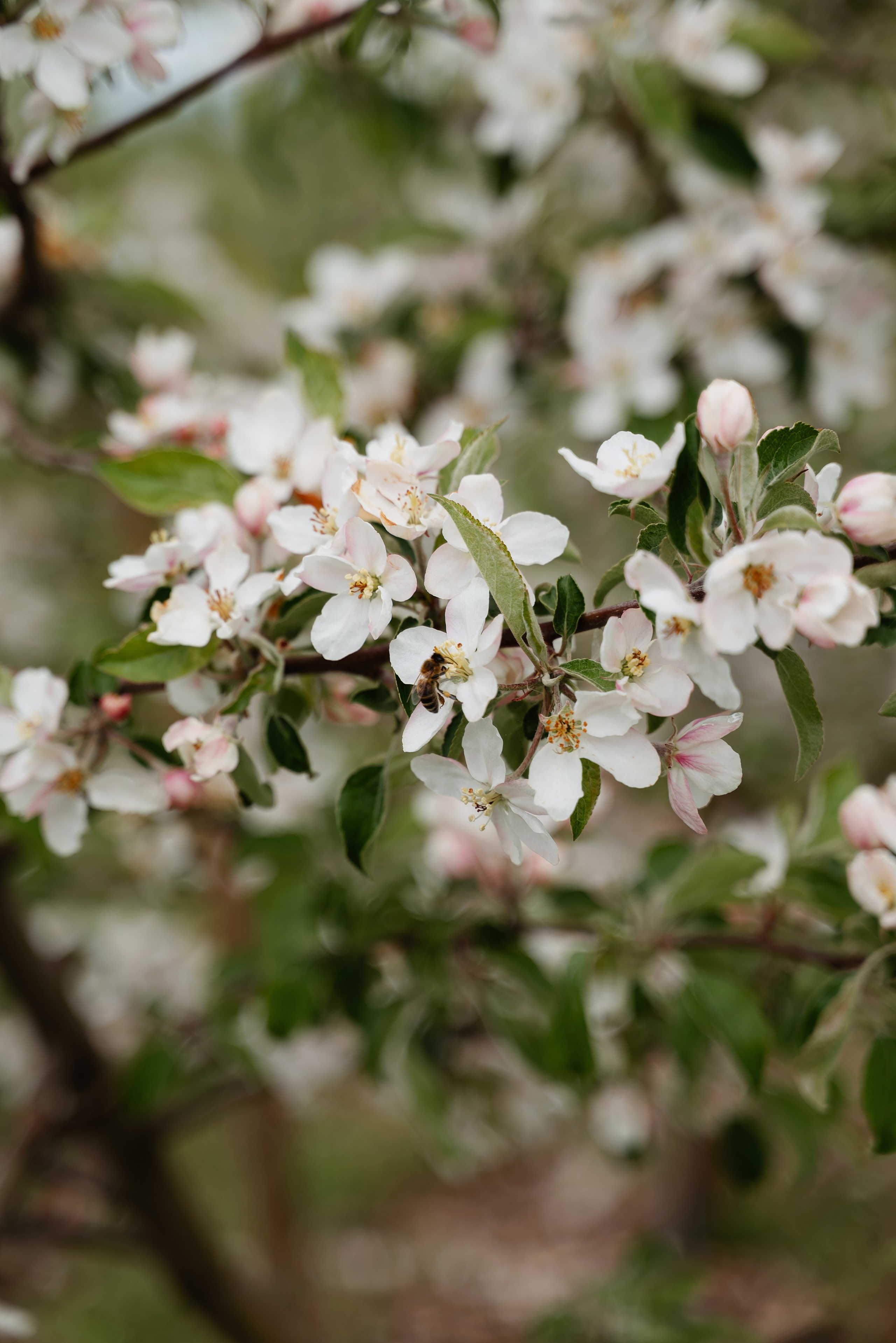 A&A. Репортажный и свадебный фотограф в Минске Шамко Анатолий