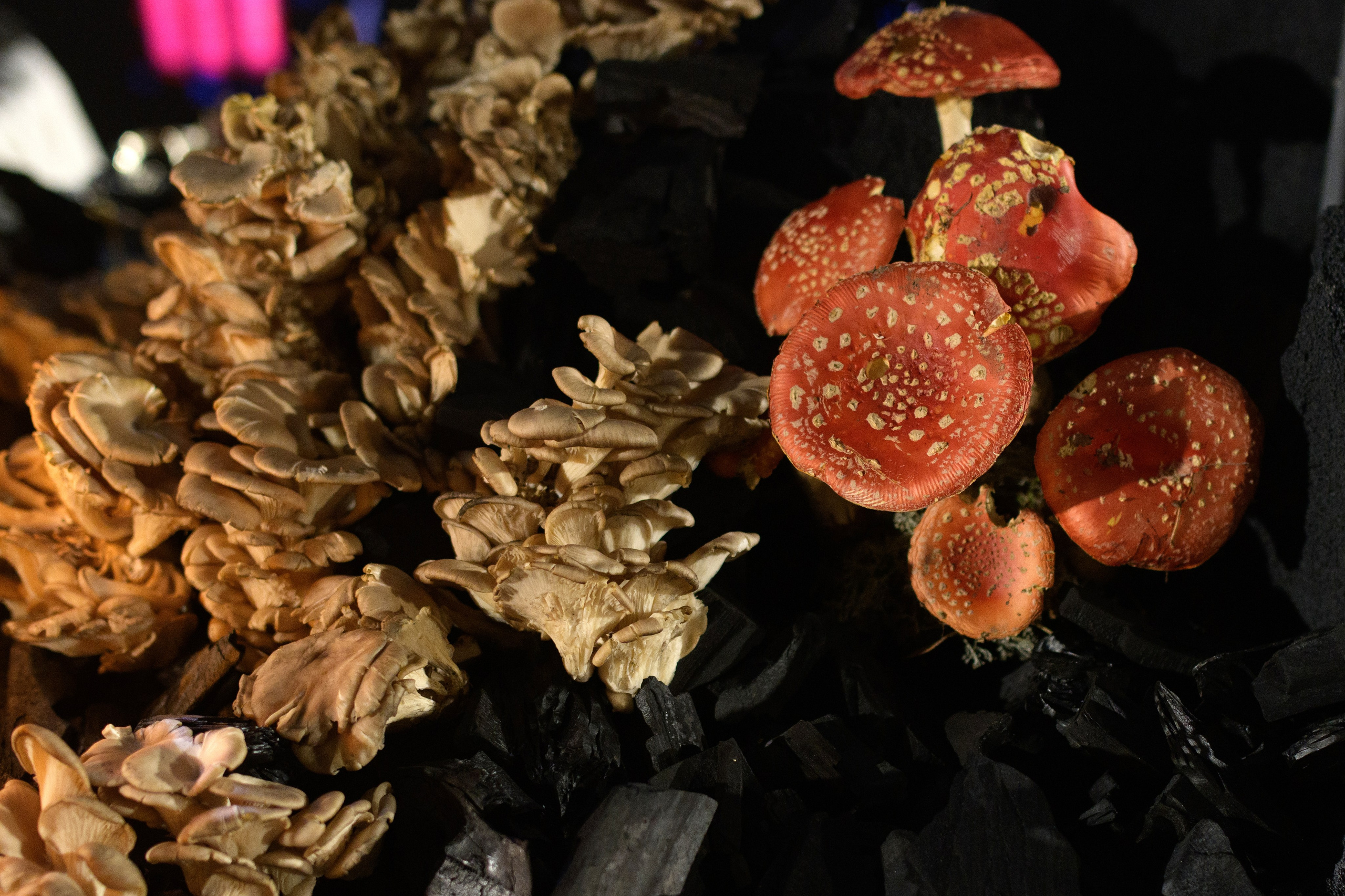 Decor by Favorite catering. Свадебный фотограф в Минске