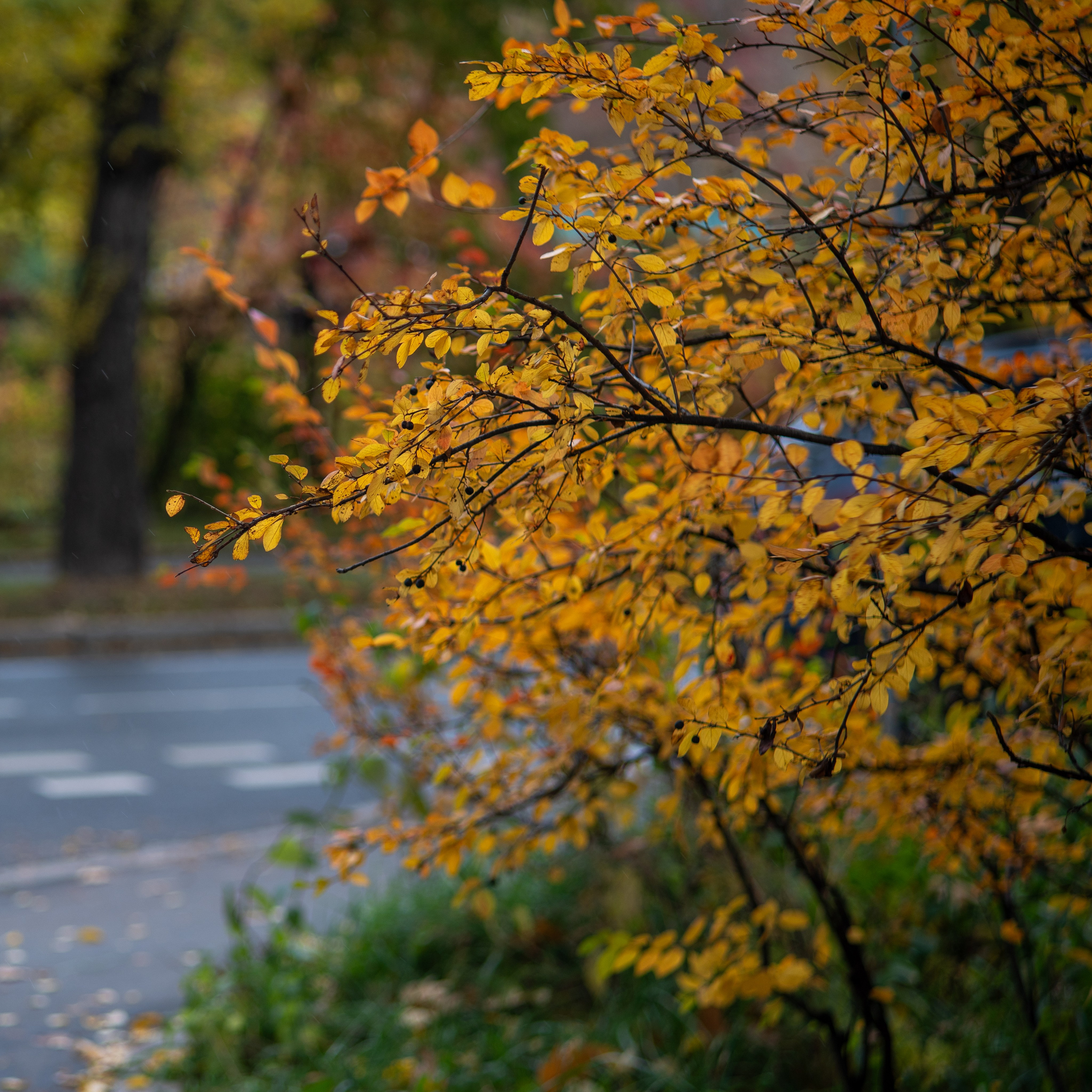 20251012 МГУ. Дмитрий Ремизов. Фотография, как хобби