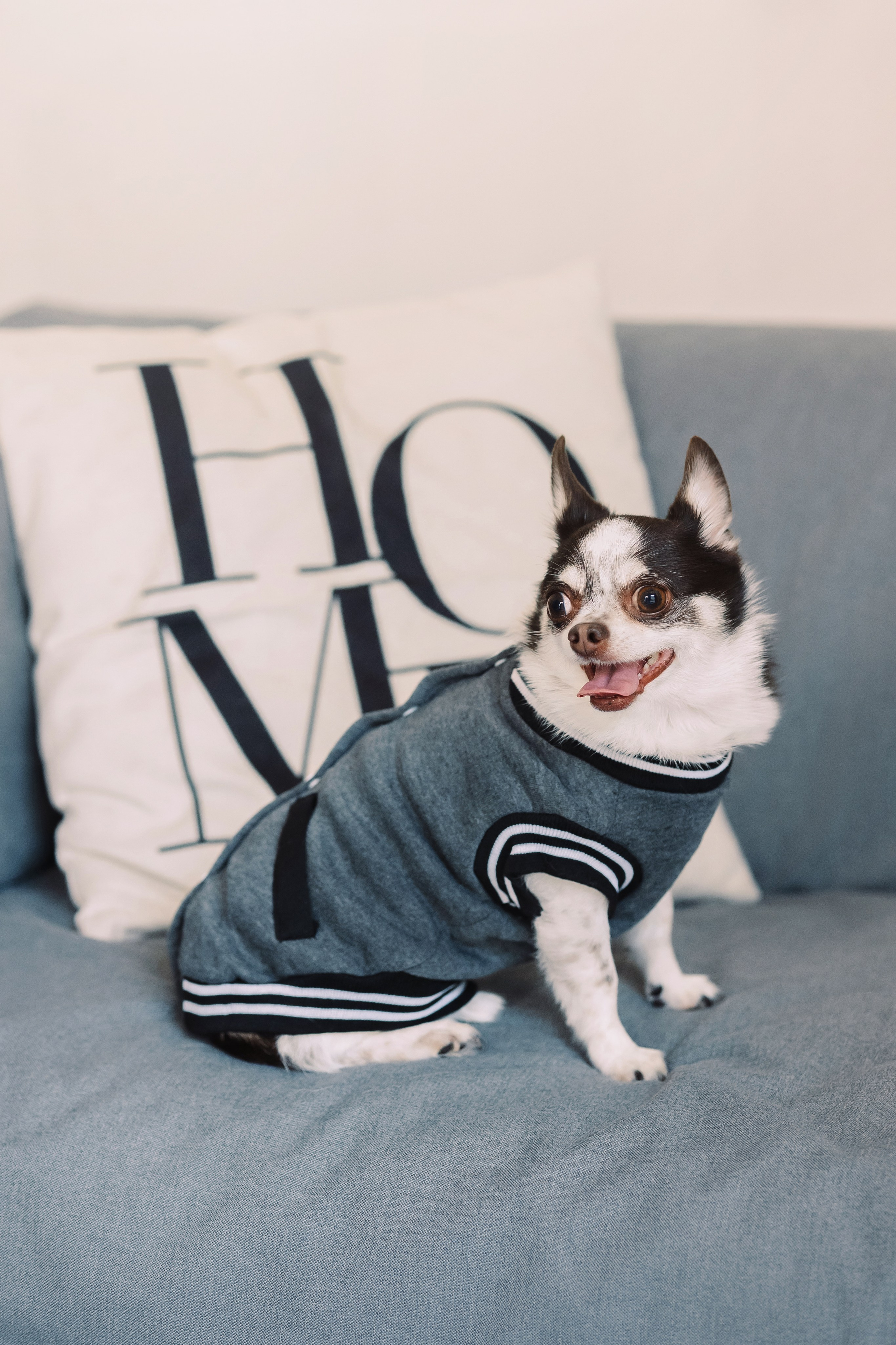 Магазин Friend of mine. Фотограф-анималист Елена Радченко, Москва