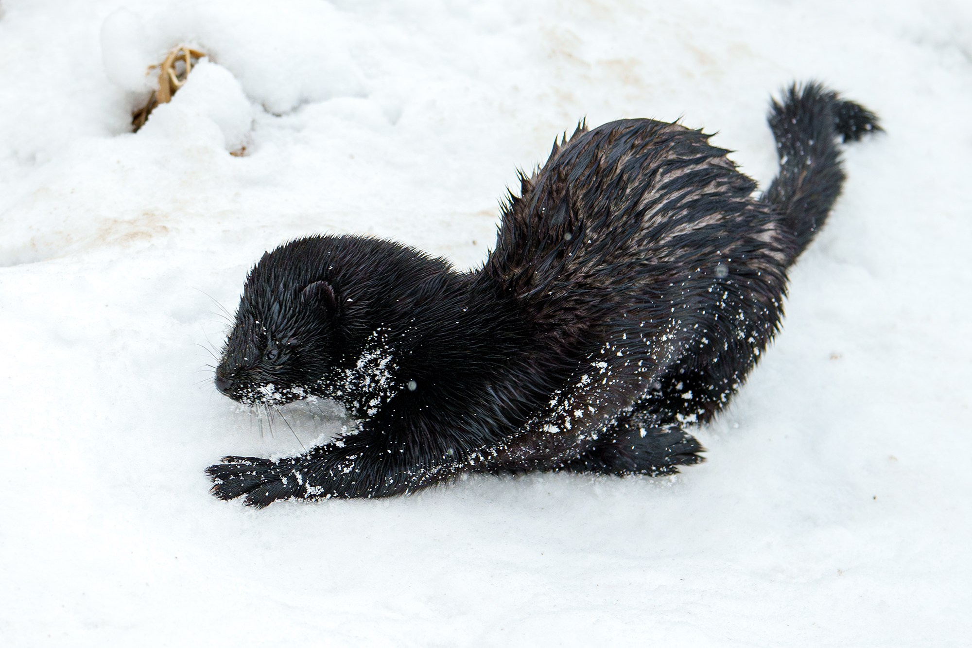 Животные. Ваш личный фотограф Марина Волкова