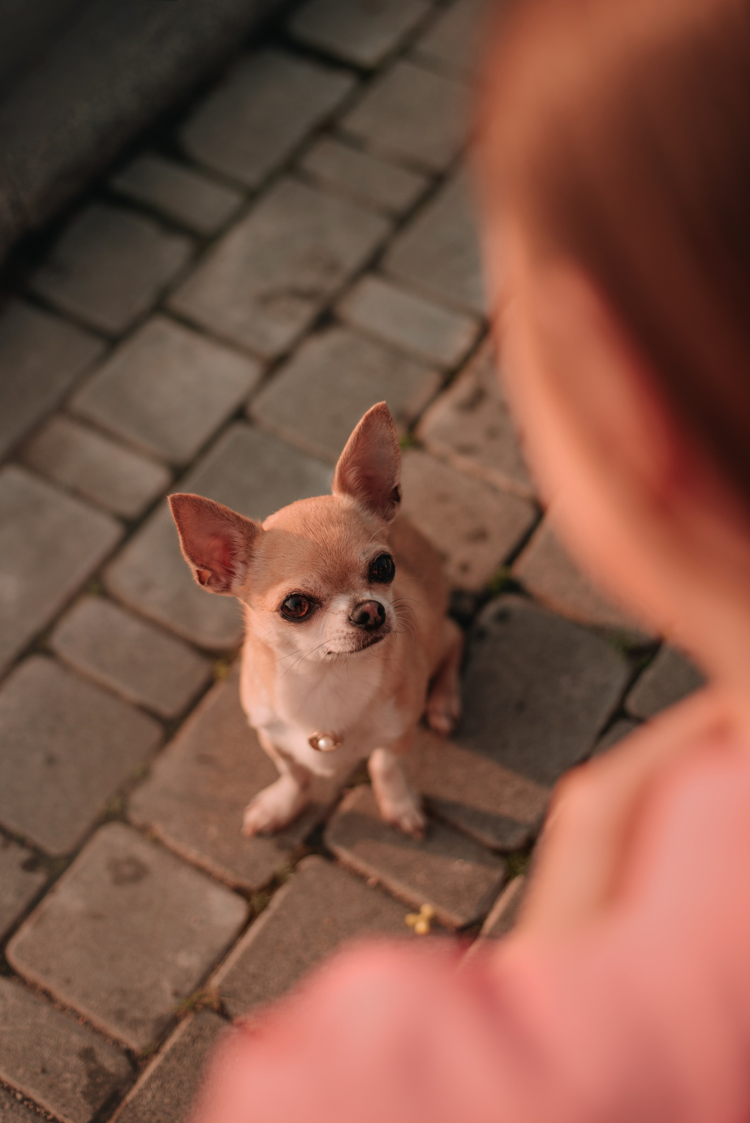 Прогулка: чихуахуа Хенни и Алина во Владивостоке. Портфолио