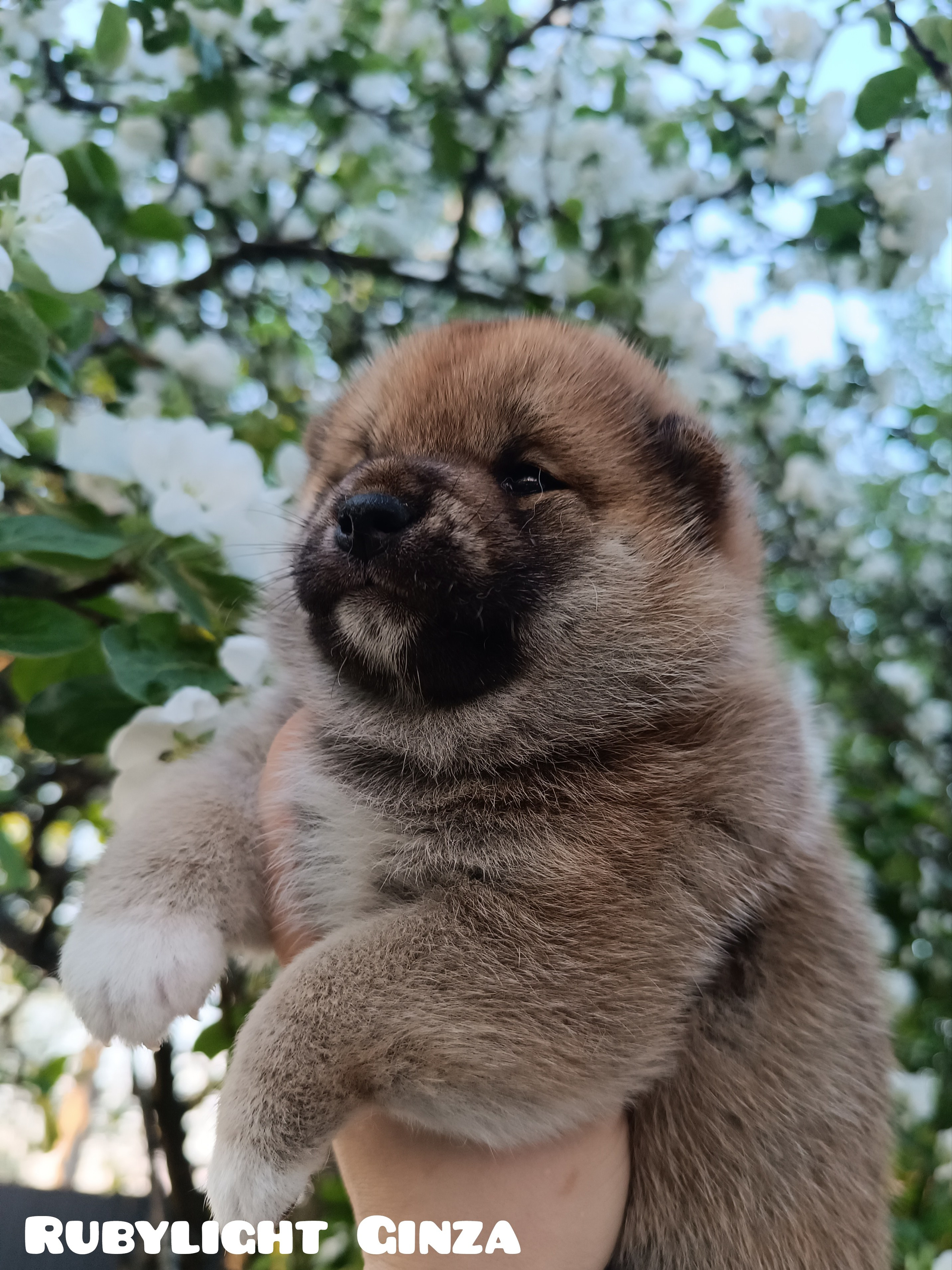 сиба питомник Рубилайт щенки на продажу rubylight  сиба щенки купить СПб Санкт-Петербург 