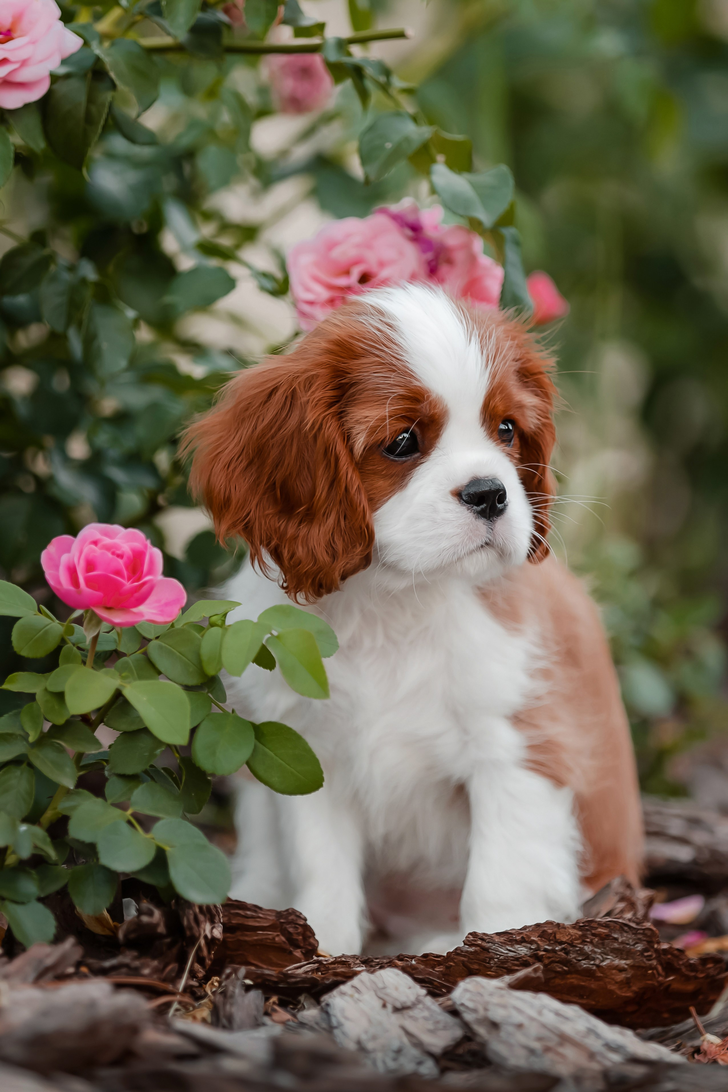 Фотосъёмка щенков. Фотограф-анималист в Краснодаре Маша Мельникова