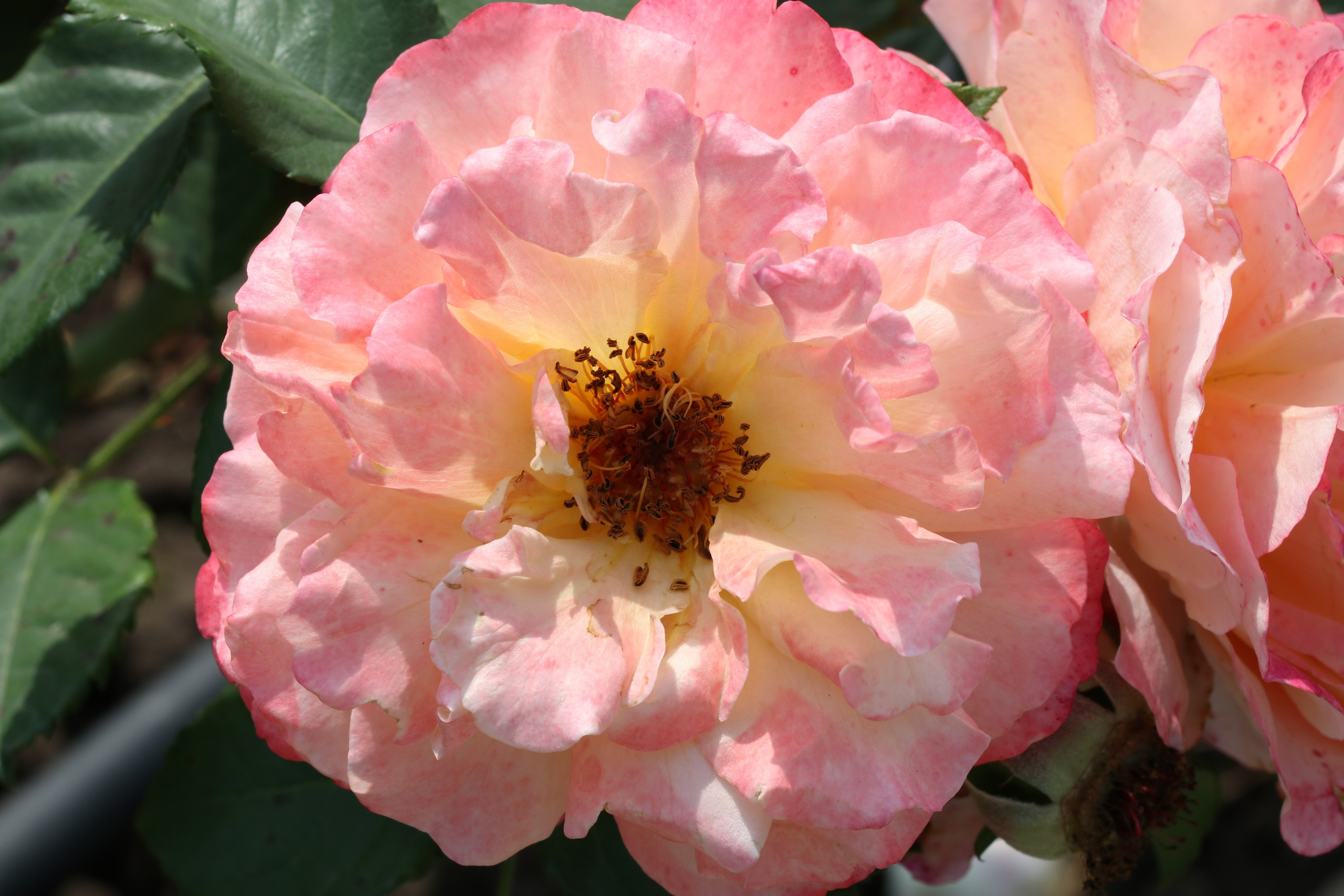 Долина роз в Кисловодске. Фото-художник и Репортажный фотограф Николаев Александр Алексеевич