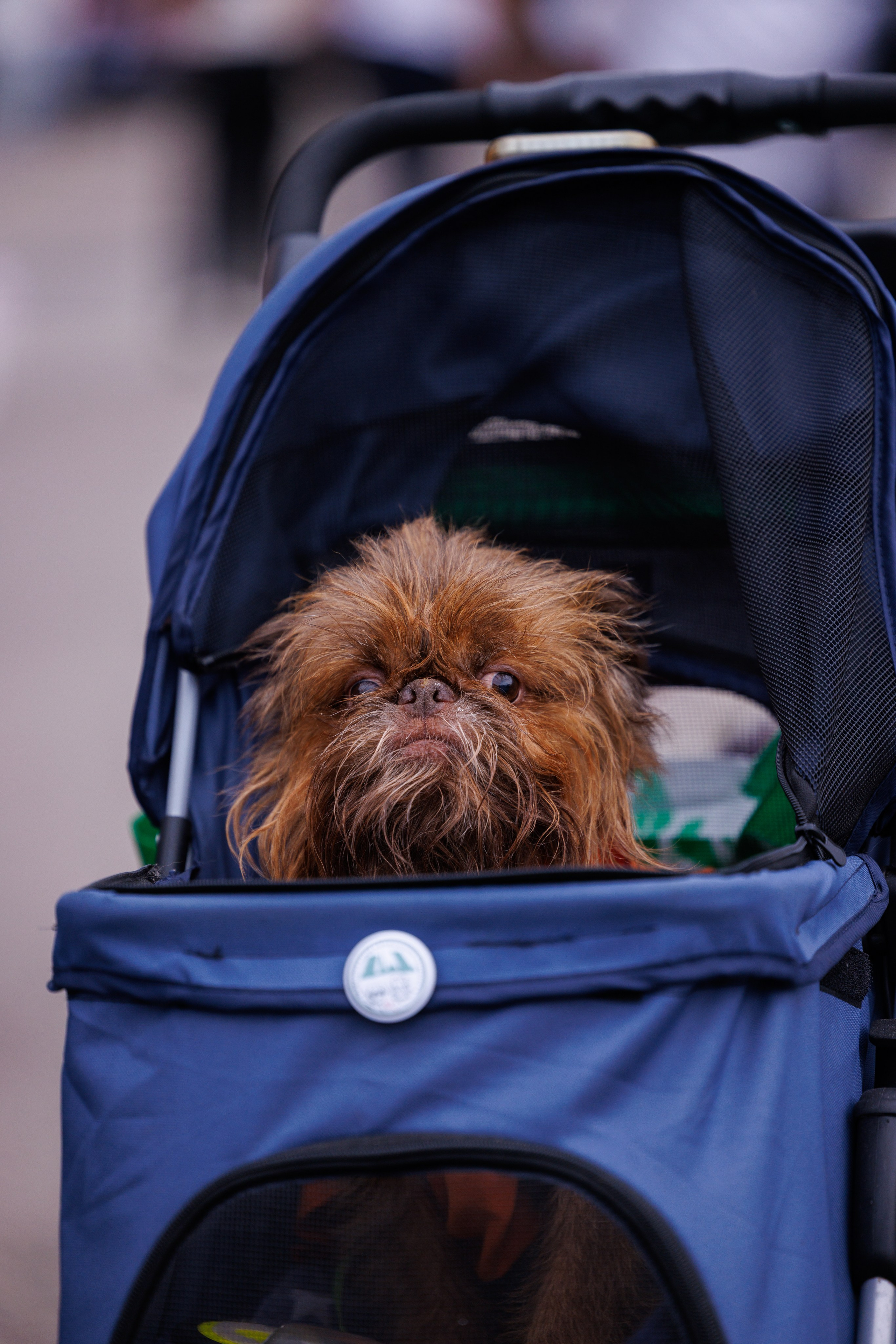 PetShopDays2026. Фотограф Александр Заломаев
