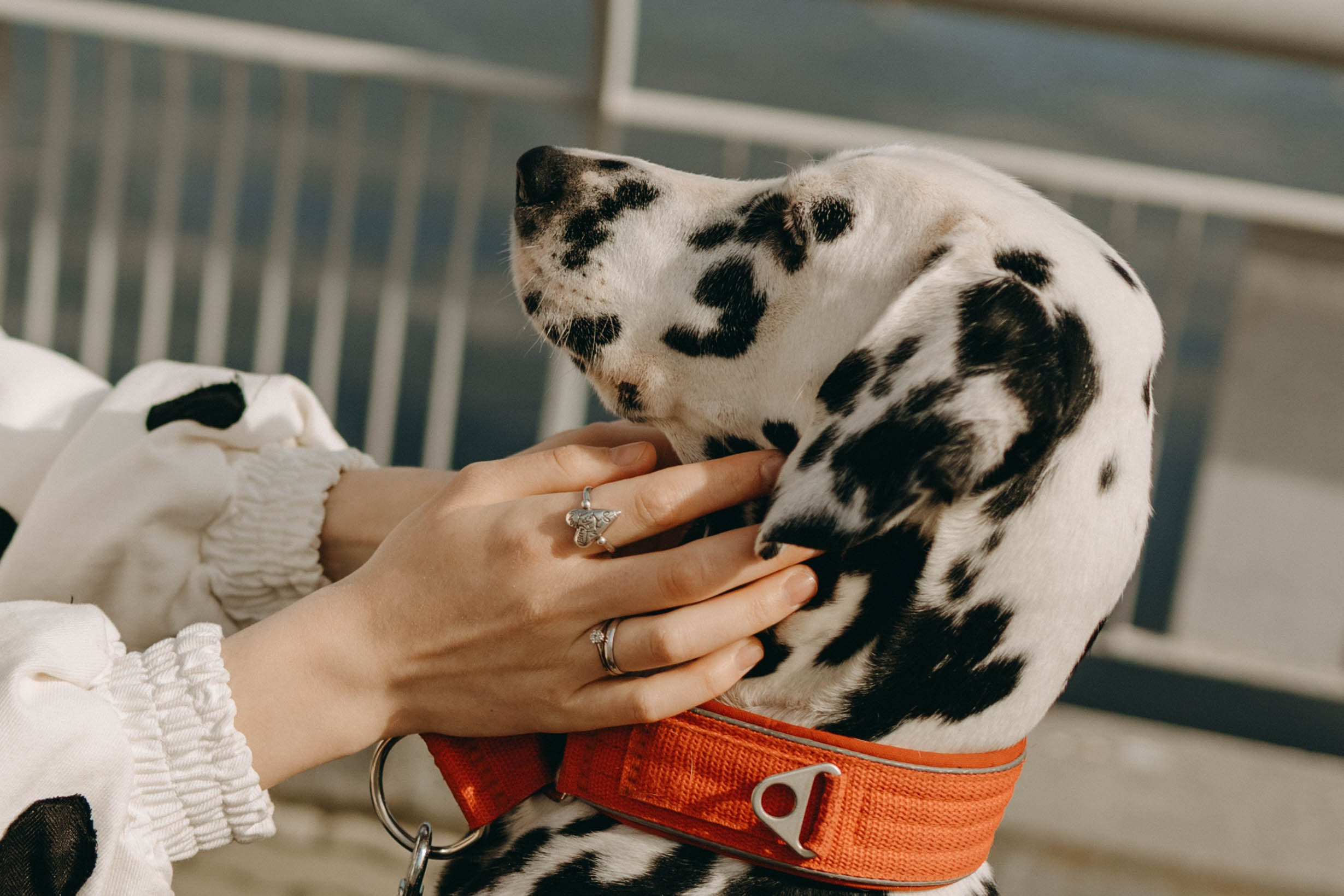 Диана и Лекса. Фотограф-анималист в Екатеринбурге | Кристина